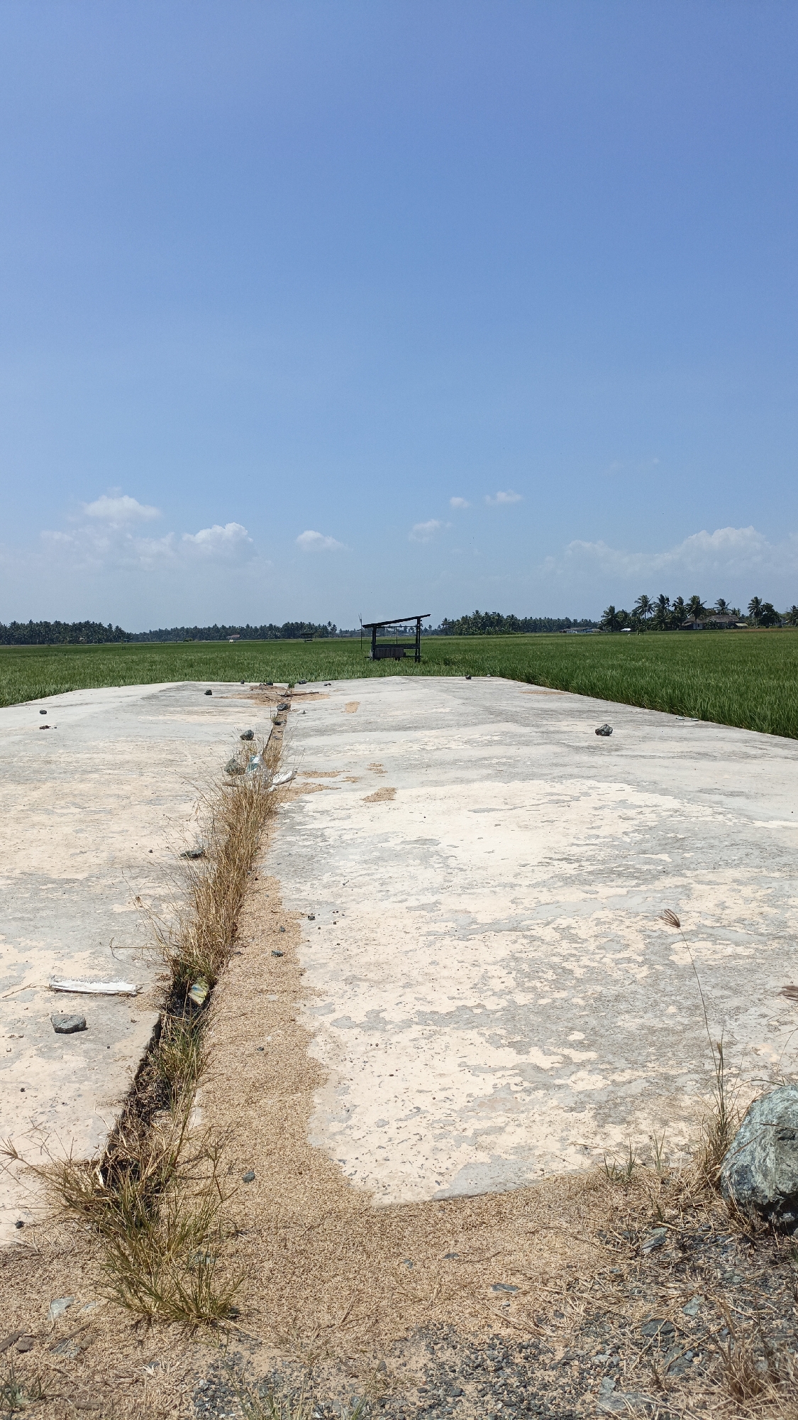A concrete path extends into a lush green field under a clear blue sky with scattered white clouds. In the middle ground of the field, a small wooden shelter with a dark roof stands to the left of center. The concrete path is cracked and weathered, with dry grass and scattered stones. The field appears to be a rice paddy, with rows of green plants stretching towards a line of trees in the distance. The overall scene depicts a rural landscape in Batarang, Indonesia, characterized by agricultural fields and a simple, undeveloped path.