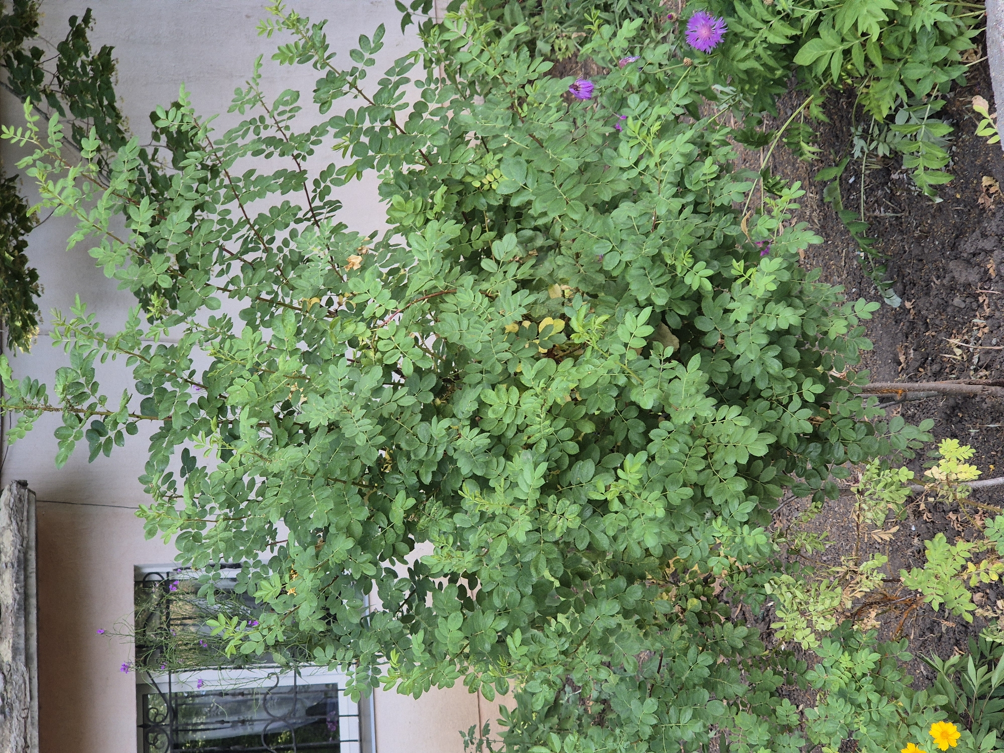 In Sozonivka, Ukraine, a moderately dense, deciduous shrub with compound green leaves is situated in front of a light-colored building. The shrub's branches are visible, some with reddish-brown stems. Several small purple flowers are scattered amongst the leaves. To the left of the shrub, a window with a decorative metal grate is visible on the building. In the foreground, the ground is covered in dark soil and mulch, with some sparse green ground cover and a single bright yellow flower. To the right of the shrub, more green foliage and a prominent purple flower are present. The scene depicts an outdoor setting, likely a garden or yard adjacent to a residential structure.