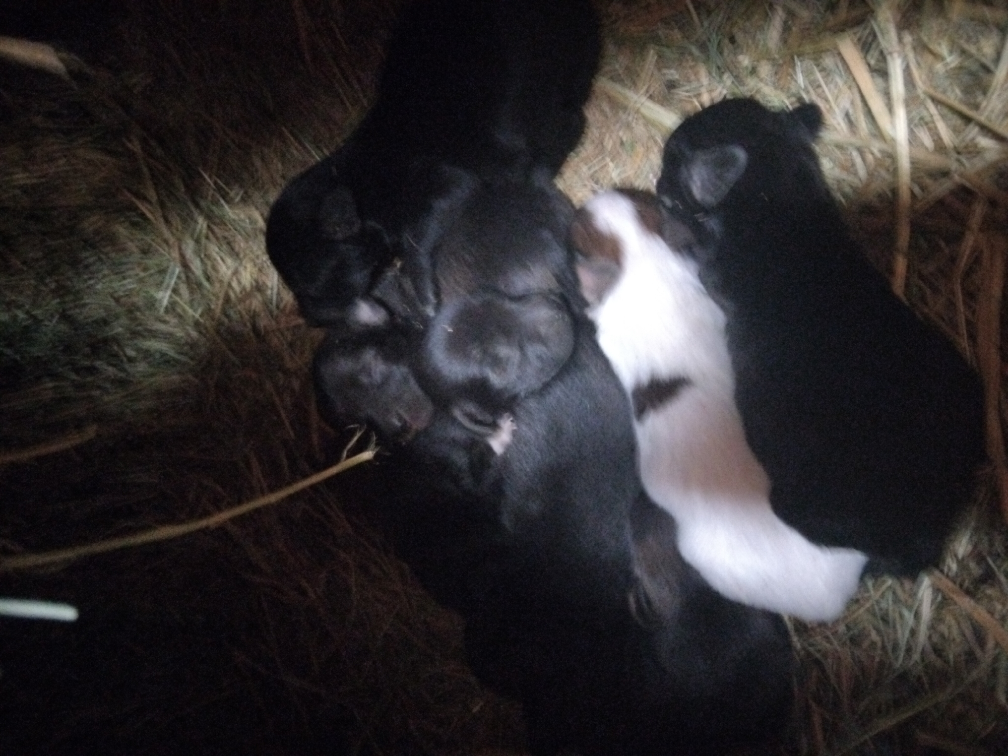 A litter of newborn puppies is nestled in straw. The puppies are mostly black, with one puppy having white markings on its chest and back. They are clustered together for warmth in a dimly lit environment, possibly a barn or stable. The image does not contain any information that could indicate a specific location within the city of Plastina, Bulgaria.