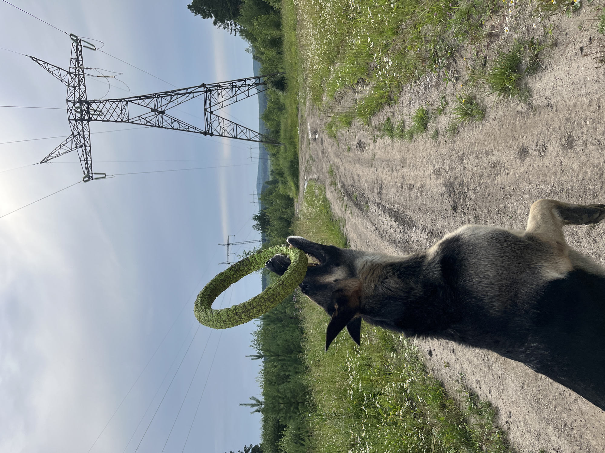 A German Shepherd is standing on its hind legs on a dirt path, attempting to catch a green ring toy in its mouth. The dog is in the foreground, facing away from the viewer and to the right. Behind the dog, the path continues into a grassy, wooded area. In the background, a large electrical tower stands tall against a cloudy sky. The location is the city of Nizhny Tagil, Russia. The environment appears to be rural or semi-rural, with abundant vegetation and a power line infrastructure.