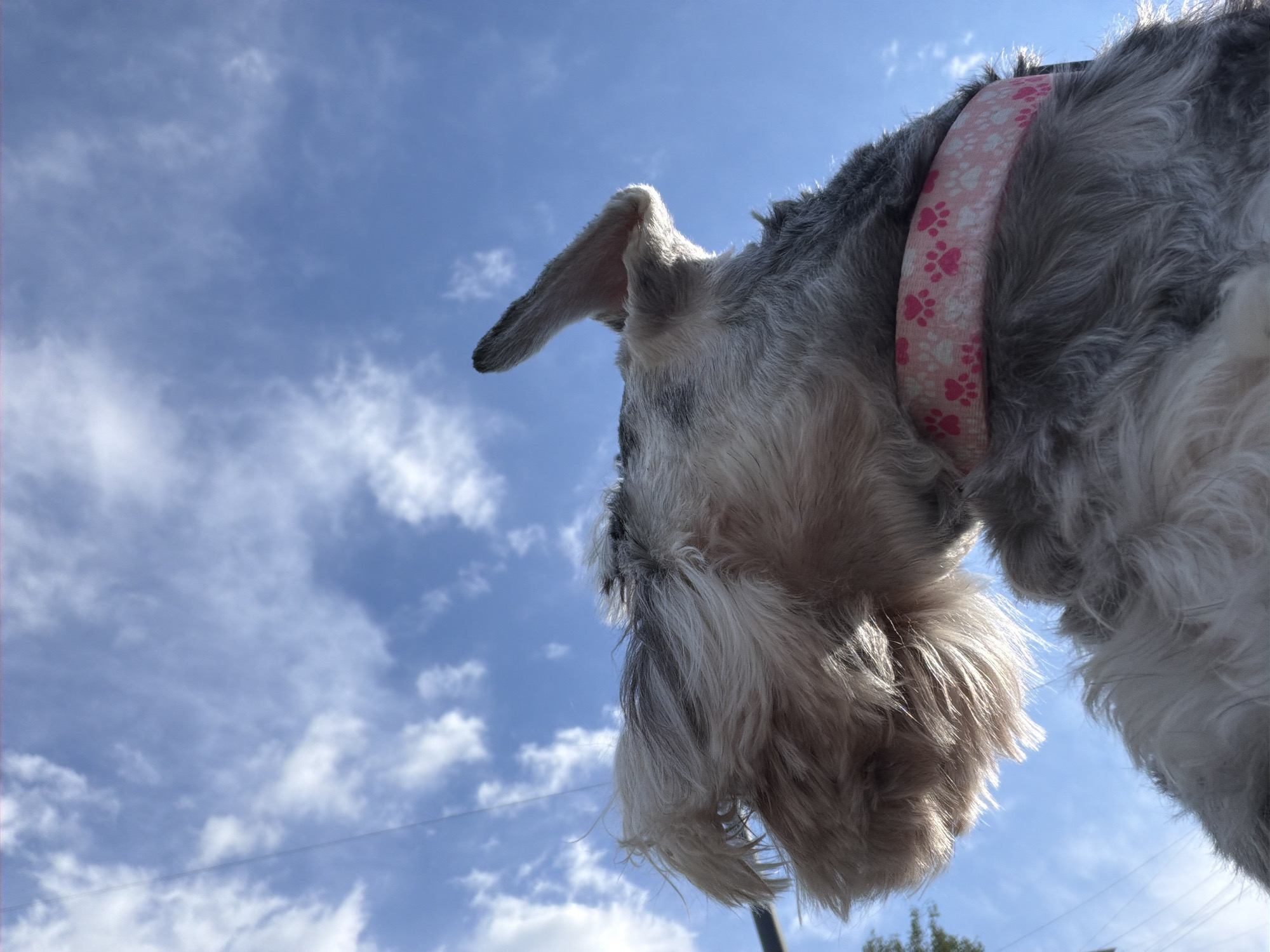 A low-angle shot shows a gray and white schnauzer dog looking down at the camera. The dog is wearing a pink and white collar with paw prints. The background is a blue sky with scattered white clouds. The location is potentially Chaikovsky, Russia, but this cannot be confirmed from the image alone.