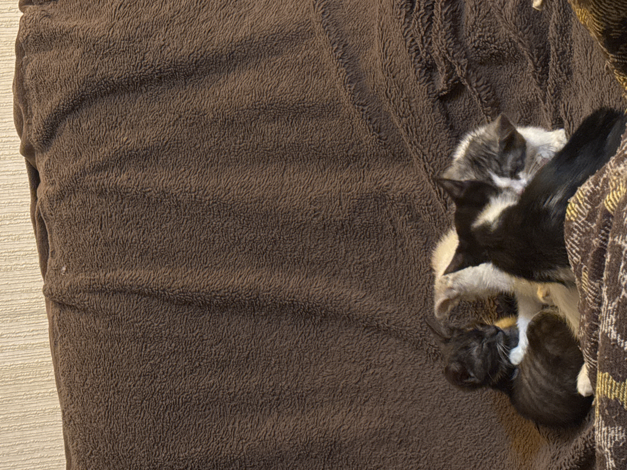 A group of four kittens are sleeping on a brown, fuzzy blanket. One kitten, mostly black with white paws and chest, is curled up on the left. Next to it, a grey and white kitten is nestled, with its head tucked in. Another kitten, black and white with a long tail, is on the right, partially obscuring the grey and white kitten. The background is a textured wall. The scene appears to be indoors, possibly on a couch or bed.