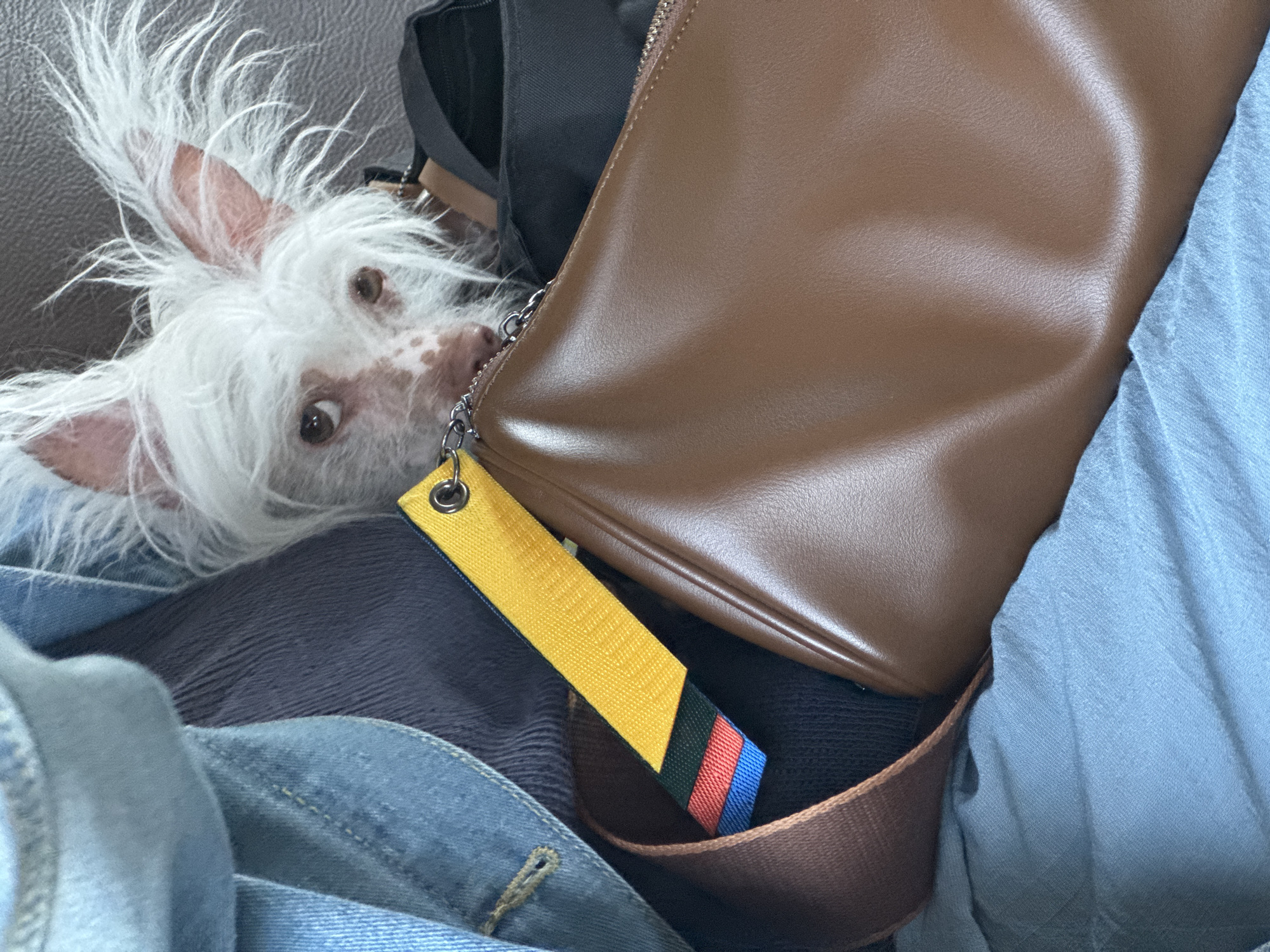 A small, white dog with sparse fur and large, erect ears peeks from behind a brown leather purse and several pieces of clothing, including a denim jacket. The dog has a pinkish complexion and dark brown eyes. A yellow tag with colored stripes is attached to the purse with a metal ring. The background is composed of soft furnishings, possibly a couch, with the overall scene suggesting an indoor environment. The image was taken in Pesochny, Russia.