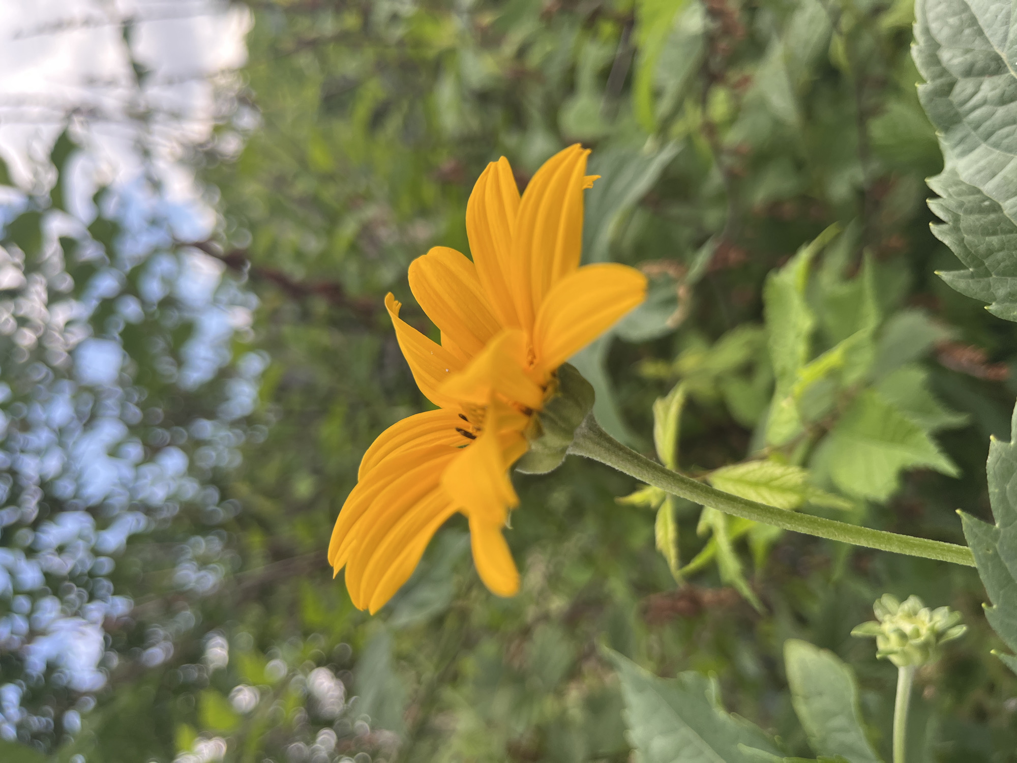 A close-up shot focuses on a bright yellow flower with multiple petals, tilted slightly to the right. The flower's stem is green and extends upwards and to the right of the frame. In the background, lush green foliage forms a dense backdrop, with some of the leaves on the right side of the image appearing larger and more textured than those further back. To the left of the flower, the background is blurred with a bokeh effect, featuring circular highlights of light, suggesting sunlight filtering through leaves or a bright sky. The overall impression is of a natural, outdoor setting, possibly a garden or a park, during daylight hours. There is no visible text in the image.