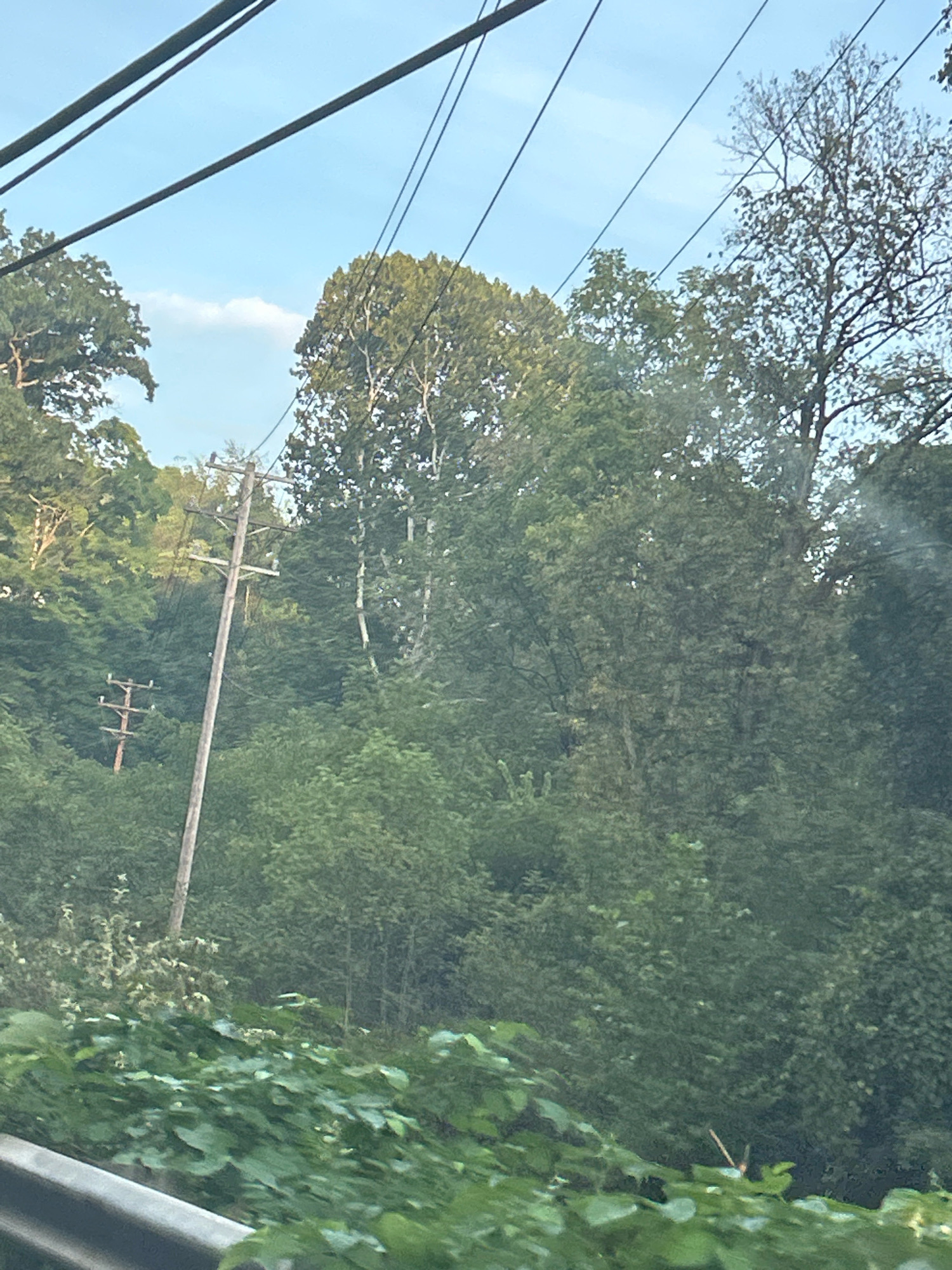 The image captures a view of telephone poles and power lines set against a backdrop of dense green foliage and a partly cloudy sky. The telephone poles, one prominent and made of wood, are positioned amidst a variety of trees, some with full green canopies and others with sparser, more bare branches. The overall scene suggests an outdoor environment, possibly on the outskirts of a developed area, where natural elements dominate the landscape. There are no people or animals visible in the image. The image was taken from a slightly elevated perspective, perhaps from a vehicle or a raised embankment, as indicated by the presence of what appears to be a guardrail in the foreground. The presence of power lines and telephone poles suggests an infrastructure that serves a community, implying a location within or near a city. Considering the prevalence of lush greenery and the type of utility infrastructure, this scene could be found in a more suburban or exurban area of Pittsburgh, Pennsylvania, United States, where the city's hilly terrain and abundant parkland often blend with residential and utility corridors.