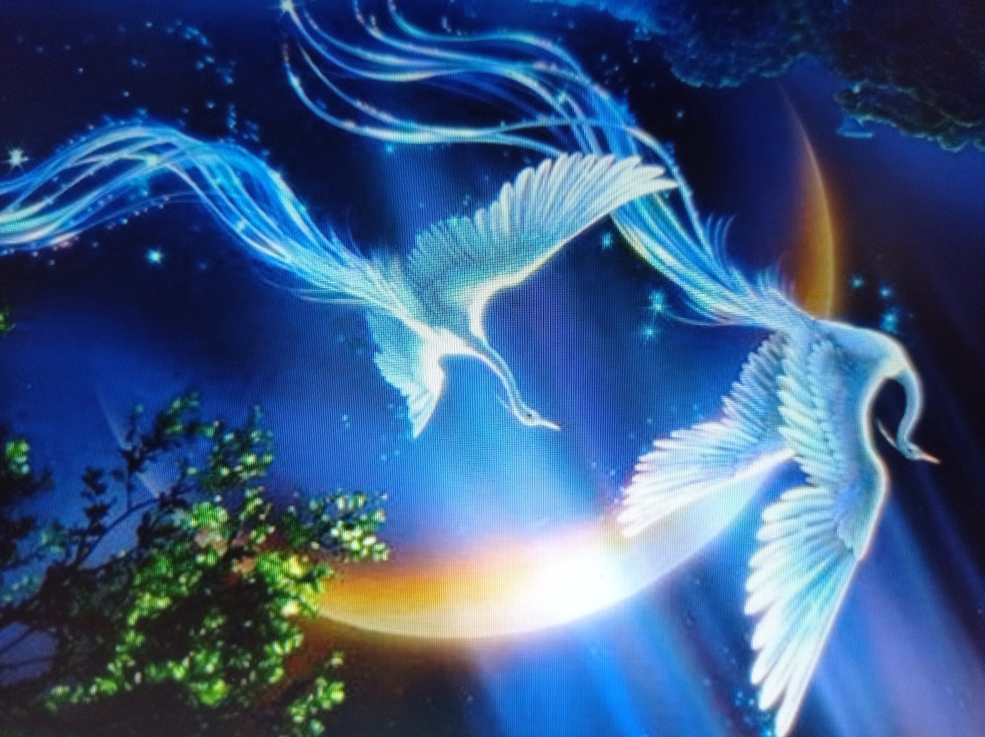 The image depicts a fantastical scene with two luminous, white, bird-like creatures with long, flowing tails soaring through a celestial-like environment. They appear to be mythical phoenixes, characterized by their elegant forms and ethereal glow. The background is a deep blue, illuminated by streaks of light that suggest a dawn or twilight sky. A large, radiant orb, possibly a sun or moon, with a spectrum of warm colors, dominates the upper portion of the image. In the upper right corner, the dark, leafy branches of a tree are visible, adding a touch of earthly contrast to the celestial display. The overall impression is one of magic and wonder, with a dreamlike quality. The image does not contain any recognizable landmarks or elements that would allow for its identification in the city of Mukachevo, Ukraine.