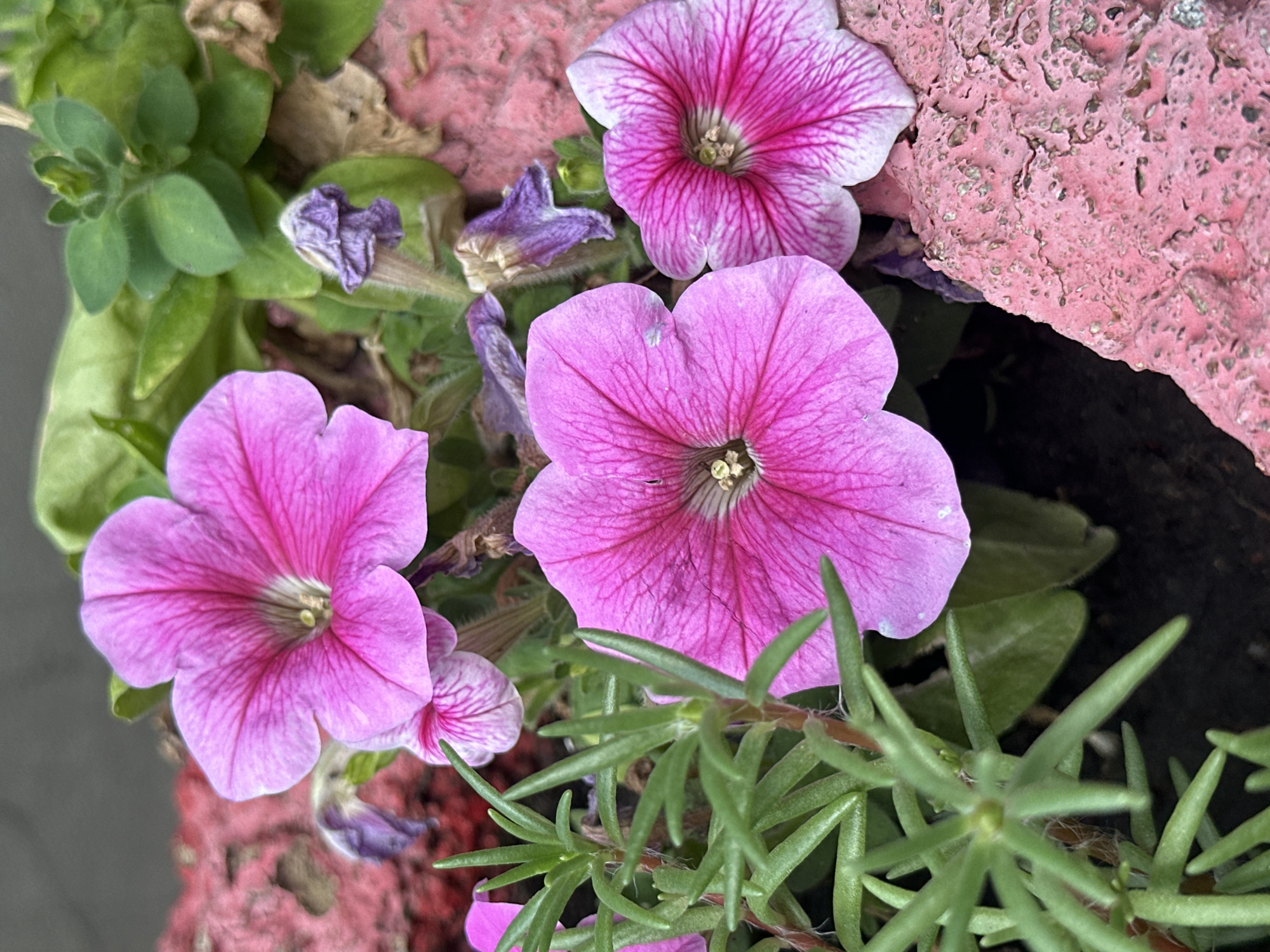 The image shows a close-up view of several pink petunias with green foliage and a textured pink planter. The petunias exhibit vibrant pink petals with darker veins radiating from the center. Some of the flowers are in full bloom, while others appear to be wilting or are buds. Green, needle-like leaves of another plant are visible in the foreground, adding a contrasting texture to the soft petals of the petunias. The planter's surface is rough and uneven, painted in a bright pink hue with visible chipping and wear. The background is dark and out of focus, suggesting the photo was taken outdoors. There are no people or animals present in the image, nor any specific landmarks that would indicate its location within Lobacheve, Ukraine.
