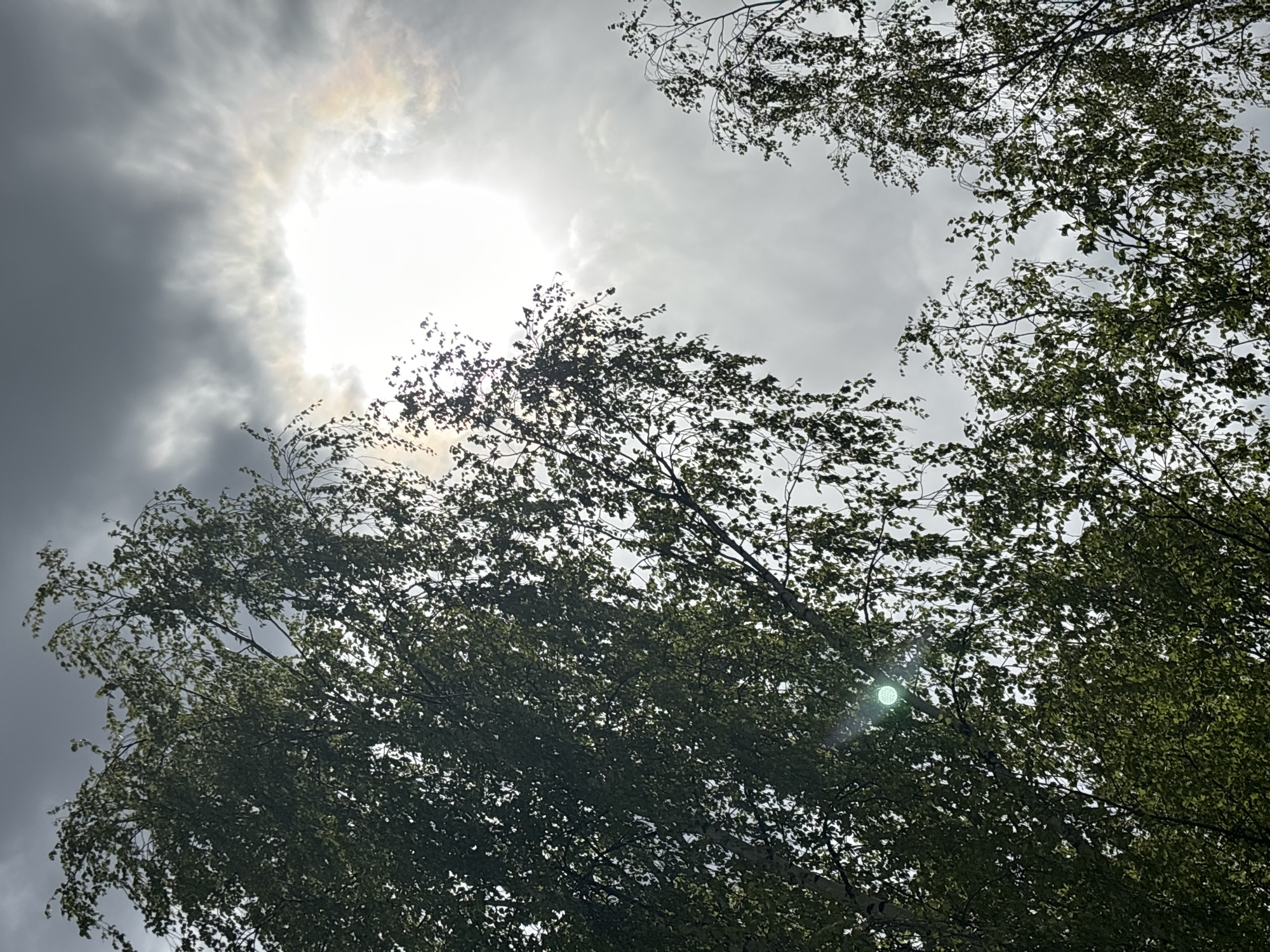 The image shows a low-angle view of trees against a cloudy, bright sky. The sun is obscured by clouds, but its light is visible. The leaves of the trees are green. The location cannot be determined from the image alone.
