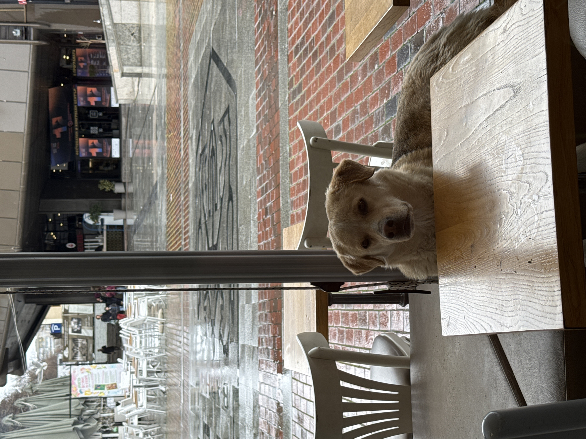 A tan dog sits at a wooden table in an outdoor seating area. The street is visible through a window, showing a pedestrian area in Varna, Bulgaria. Umbrellas and chairs are visible outside.