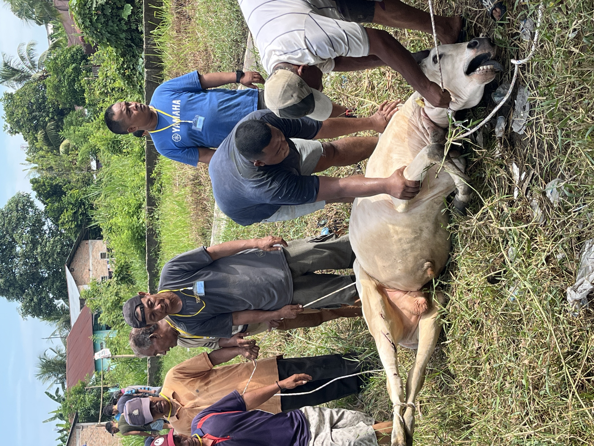 In Paya Geli, Indonesia, a group of men are restraining a cow on a grassy field. The cow is lying on its side, with ropes tied around its legs and neck. Several men are holding the ropes to keep the cow still, while one man has his hands on the cow's head. The men are wearing casual clothing, and some have lanyards around their necks. In the background, there are trees, buildings, and a blue sky.