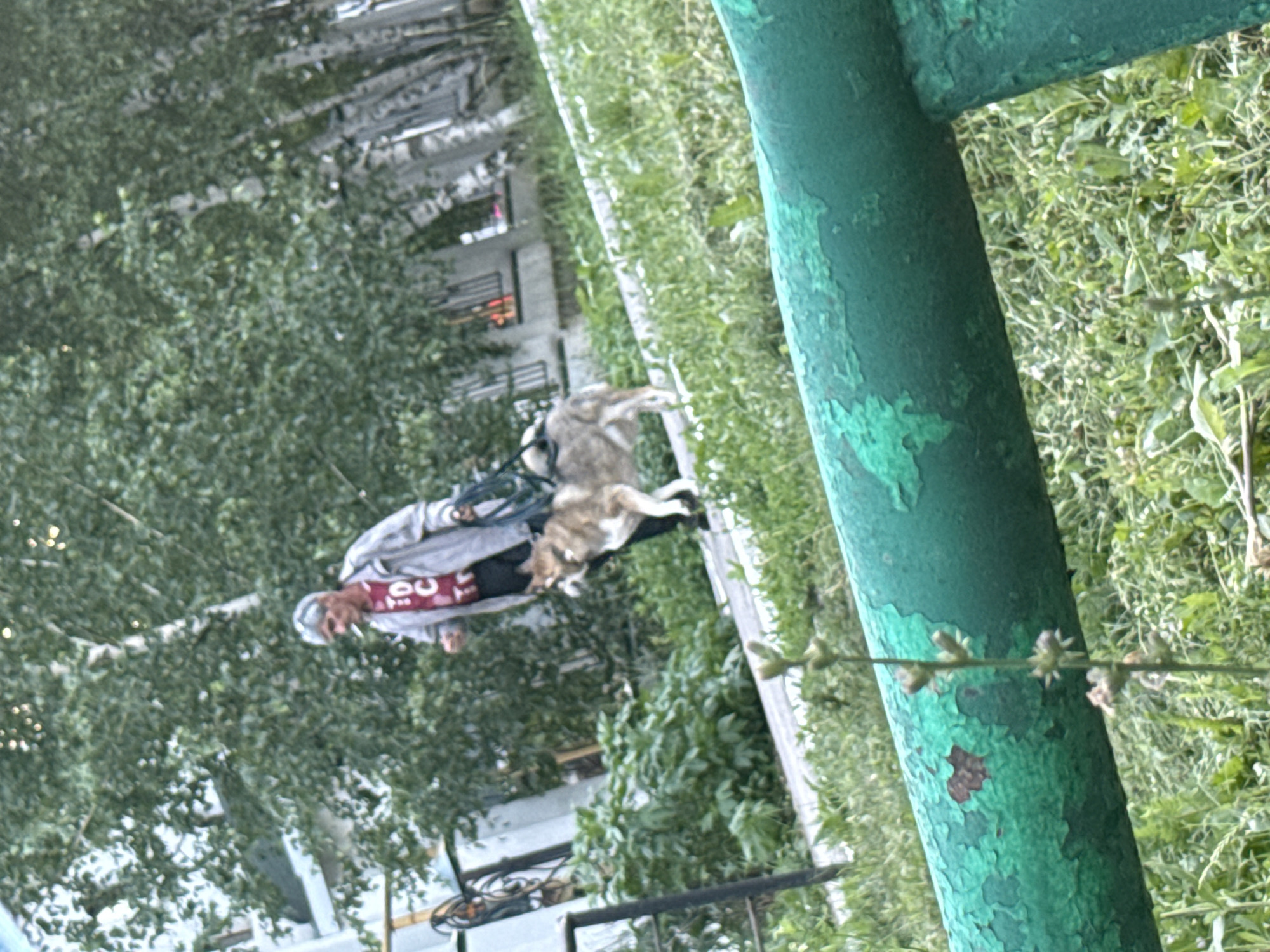A Caucasian man with graying hair, wearing a red t-shirt with a graphic design and a gray jacket, walks with a large, light-brown and white dog on a leash. The man appears to be smoking. They are on a paved walkway next to a grassy area with some small plants and a green metal railing in the foreground. In the background, there are trees, including birch trees, and a multi-story building. The scene is set in a city environment, consistent with a residential area. The image quality is somewhat blurred.