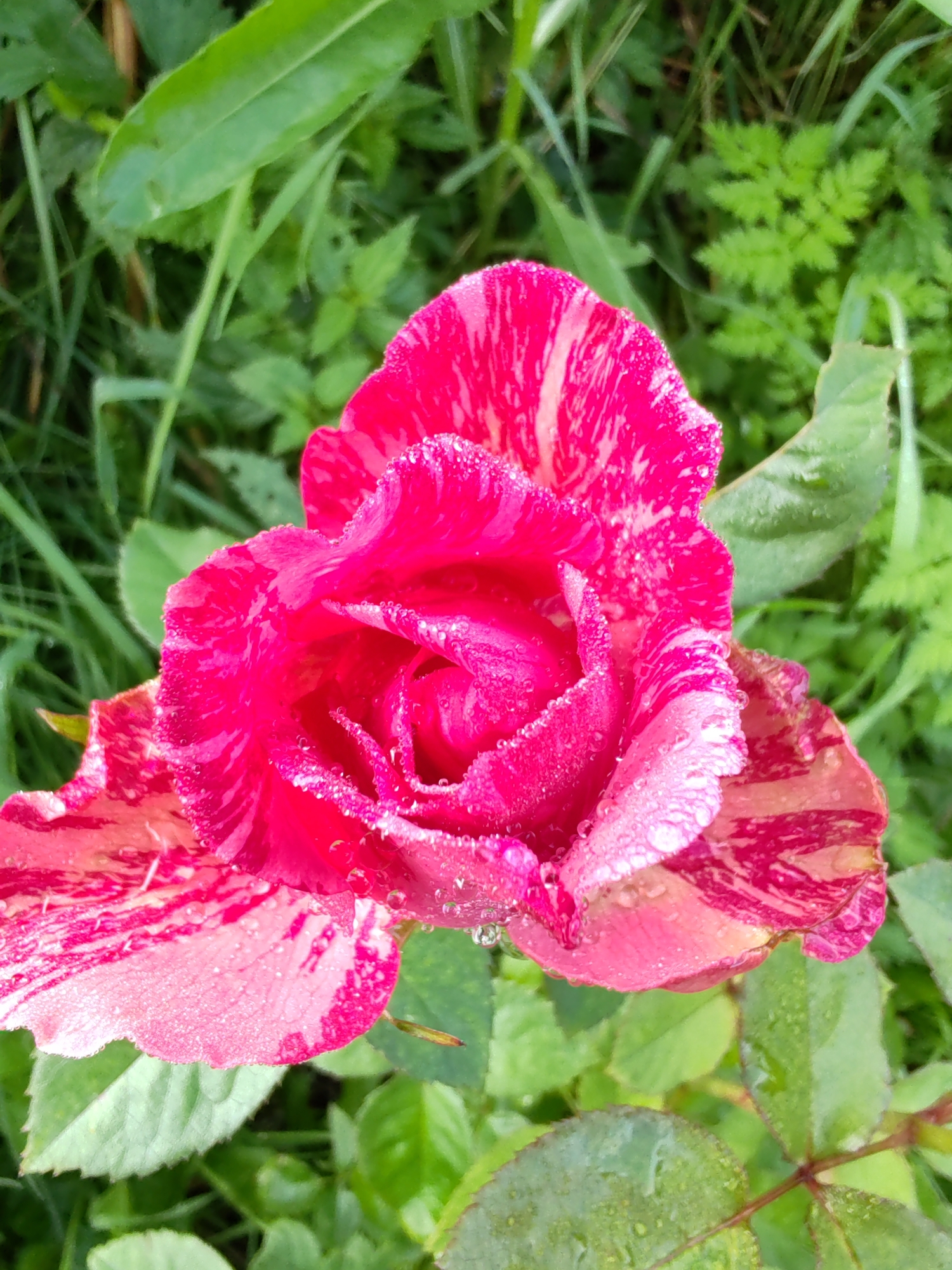 The image shows a close-up, top-down view of a striped pink and white rose with dew drops on its petals. The rose is in focus, with a shallow depth of field blurring the green foliage in the background. The lighting suggests it is daytime, possibly early morning due to the dew. The scene appears to be outdoors in a natural setting, likely a garden or park, and is not specifically identifiable as being in the city of Чухлэм, Russia, based on visual cues alone. There are no people, animals, or man-made objects present.