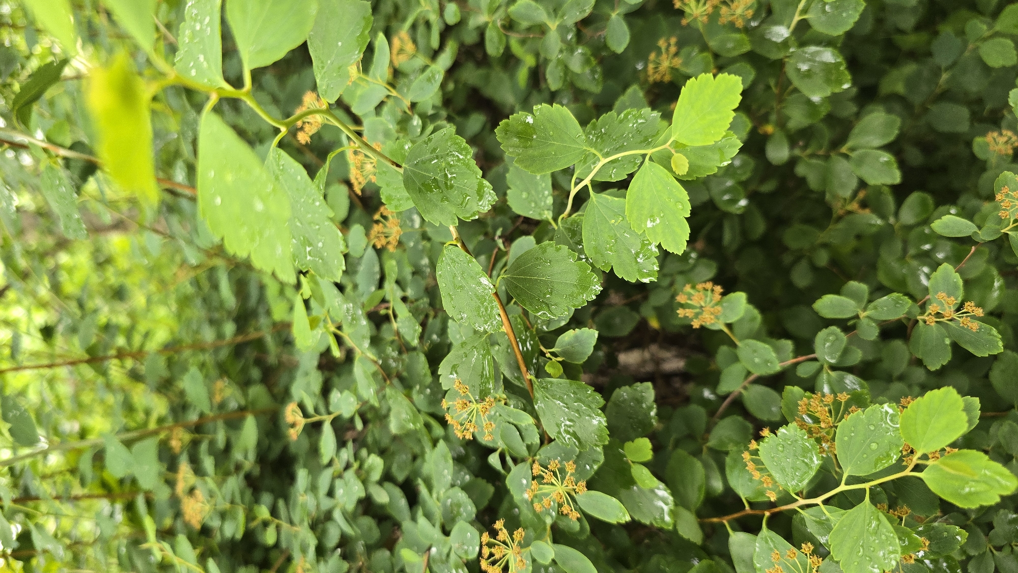 The image presents a close-up view of a vibrant green bush or shrub, likely after recent rainfall or heavy dew, as indicated by numerous small water droplets clinging to the leaves. The foliage is lush and dense, with leaves typically ovate to elliptical in shape and featuring subtly serrated edges. Various shades of green are visible, from a darker, richer green to a lighter, brighter green, possibly representing new growth. Scattered throughout the branches are small clusters of undeveloped flowers or flower buds, which are a light orange or yellowish-brown hue, suggesting they are either yet to fully bloom or are in a transitional stage. The background is a soft, out-of-focus blur of more green foliage, emphasizing the detailed branches and leaves in the foreground. There are no people, animals, or discernible activities taking place, and no visible text. The scene captures a moment of natural tranquility and moisture, characteristic of a garden or green space in Kyiv, Ukraine.