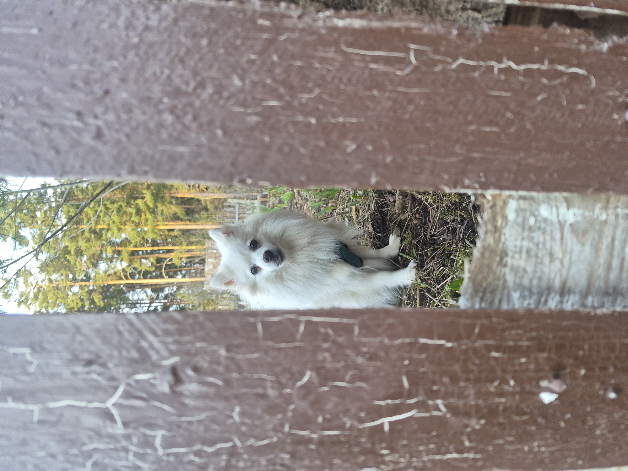 A fluffy white dog with dark eyes and nose looks directly at the viewer through a gap between two weathered brown wooden planks. The dog, possibly a Spitz breed, has a dark collar or harness visible around its neck and is sitting on dry ground with sparse grass and twigs. The wooden planks, which dominate the foreground and background as horizontal bands, show signs of peeling brown paint, suggesting an aged outdoor structure like a fence or bench.
Through the opening in the planks, a natural outdoor environment is visible. The background features several green conifer trees, likely pines, under a light sky. The lighting suggests it is daytime, with soft natural light illuminating the scene. The dog's expression appears curious and alert, engaging directly with the camera. No discernible text is visible in the image. The setting is contextualized as Chaikovsky, Russia.