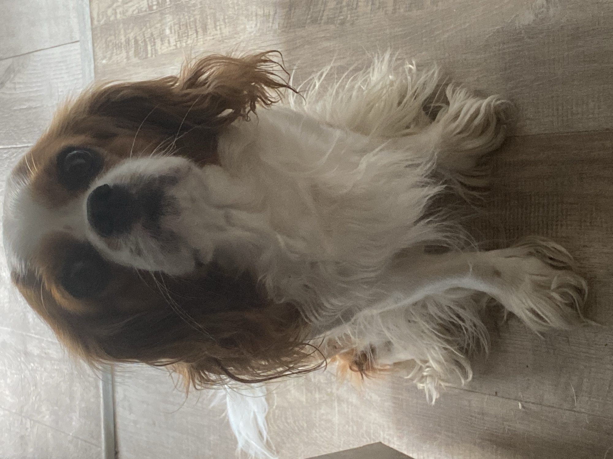 A medium shot shows a Cavalier King Charles Spaniel sitting on a wooden floor, facing the camera directly. The dog has tan and white fur, with tan markings around its eyes and ears. Its fur is long and wavy, particularly on its head and chest. The dog's eyes are dark and appear to be looking slightly upward. The background consists of a light-colored wooden floor with visible grain patterns. To the left of the dog, a portion of a white surface is visible, possibly a piece of furniture or bedding. The lighting is soft and appears to be coming from above. The scene is static, with no visible action or interaction. The location is identified as Unknown, Unknown.