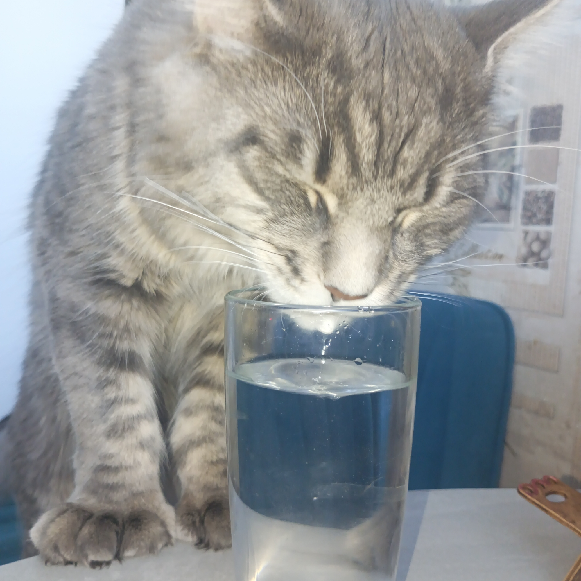 A gray tabby cat is drinking water from a clear glass. The cat is sitting on a white surface. Behind the cat is a blue object that looks like a chair. The background is a wall with a picture that contains small tiles. The location is likely in a home in the city of Chaikovsky, Russia.