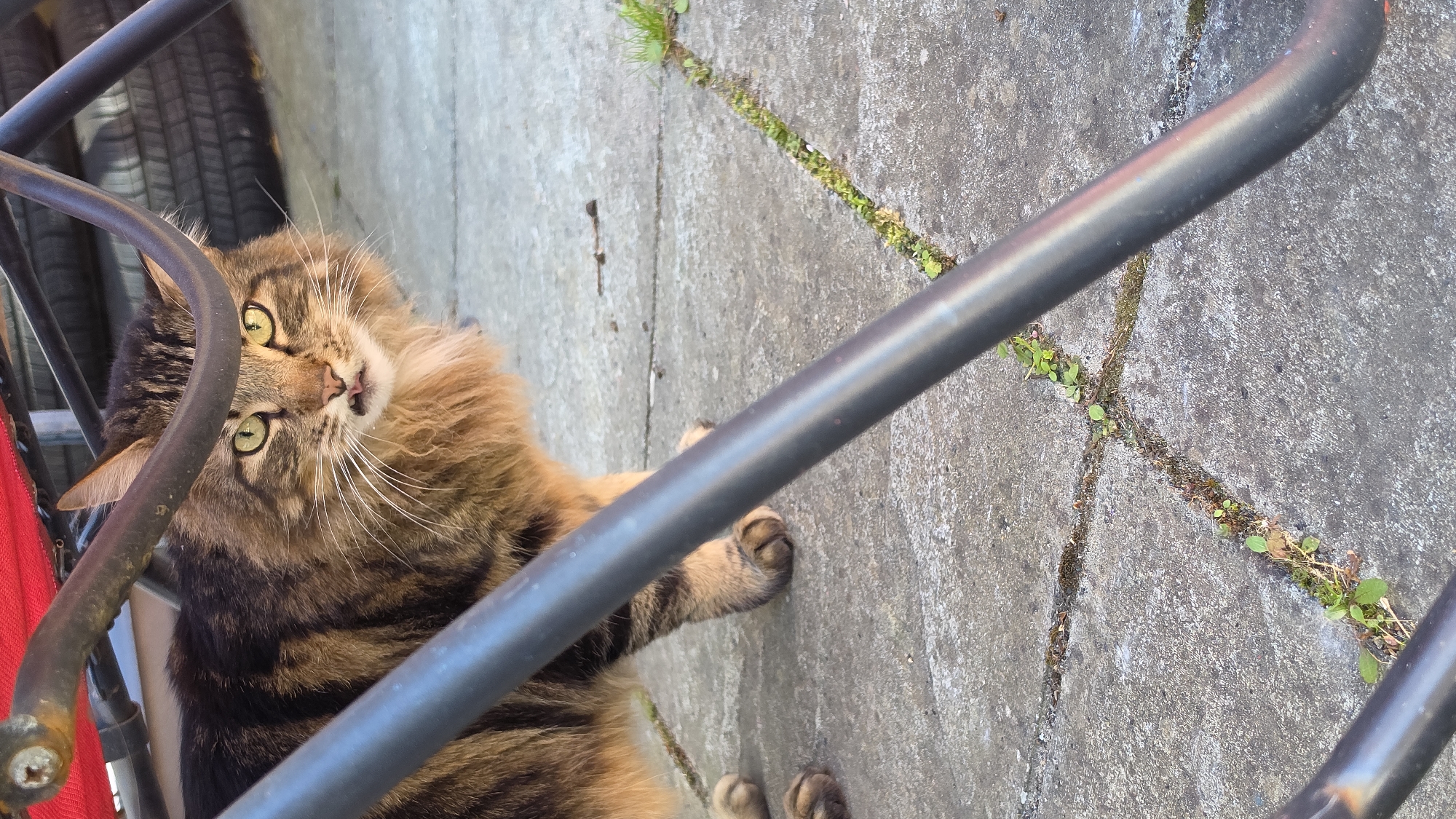 A fluffy, medium-haired tabby cat is the central subject of this outdoor photograph, situated on a concrete ground. The cat features distinctive brown, black, and ginger stripes, with bright, luminous green eyes that gaze directly at the viewer, conveying an alert and curious expression. Its prominent white whiskers fan out, and its nose is a soft pink. The cat's head is slightly tilted upwards and to the side, suggesting it is looking up at the person taking the picture, and it appears to be sitting or lying down.
A black metal bar, possibly part of a railing or a chair frame, runs diagonally across the foreground, partially framing the cat's face and body. Another section of the metal frame is visible to the left, near the cat's ear. In the background to the left, a dark car tire and a bright red object are partially visible.
The grey concrete or paved ground shows distinct cracks where small patches of green grass and weeds are growing. The scene is brightly lit, indicating a clear, sunny day, possibly during the morning or late afternoon given the soft quality of the light. The setting appears to be an outdoor urban or suburban area, such as a garden, alleyway, or patio, consistent with a location in London, United Kingdom. No text is visible in the image.