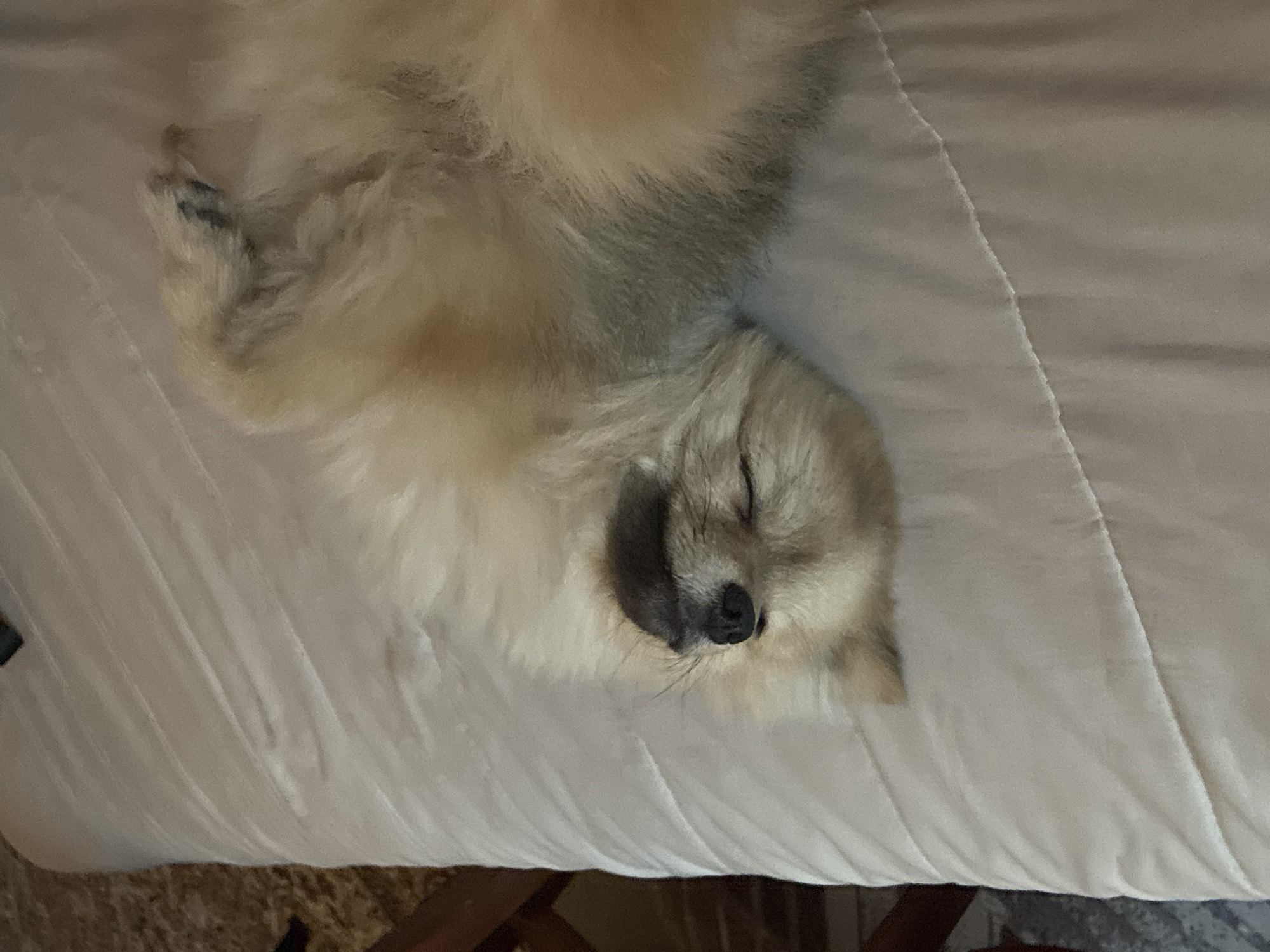 A light-tan-colored dog is sleeping on a white, rumpled bed. The dog is lying on its back, with its head near the bottom of the frame. The dog's eyes are closed and its nose is dark. Part of a wooden bed frame is visible in the lower portion of the image. The photograph does not provide any information about the location being Plovdiv, Bulgaria, so that cannot be confirmed.