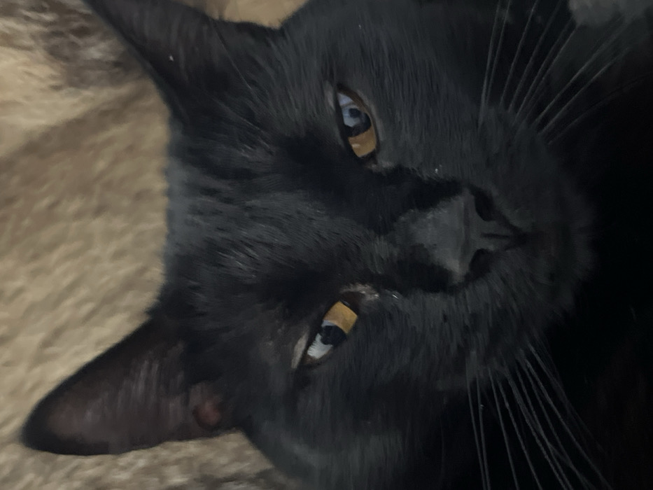 A close-up, eye-level photograph features the head of a domestic black cat, facing forward. The cat's fur is uniformly black and appears short-haired. Its eyes are amber-yellow with dark pupils, both reflecting a distinct light source. A dark, slightly moist nose is centrally positioned on the muzzle. Dark whiskers are visible, extending from the cat's muzzle, particularly on the lower left side (viewer's right). Both pointed ears are erect at the top of the head. The background is blurred and light brown, exhibiting a soft, textured appearance consistent with fabric or fur, suggesting an indoor setting. No other subjects or objects are present. The precise location within Buenos Aires, Argentina, cannot be determined from the visual information provided.