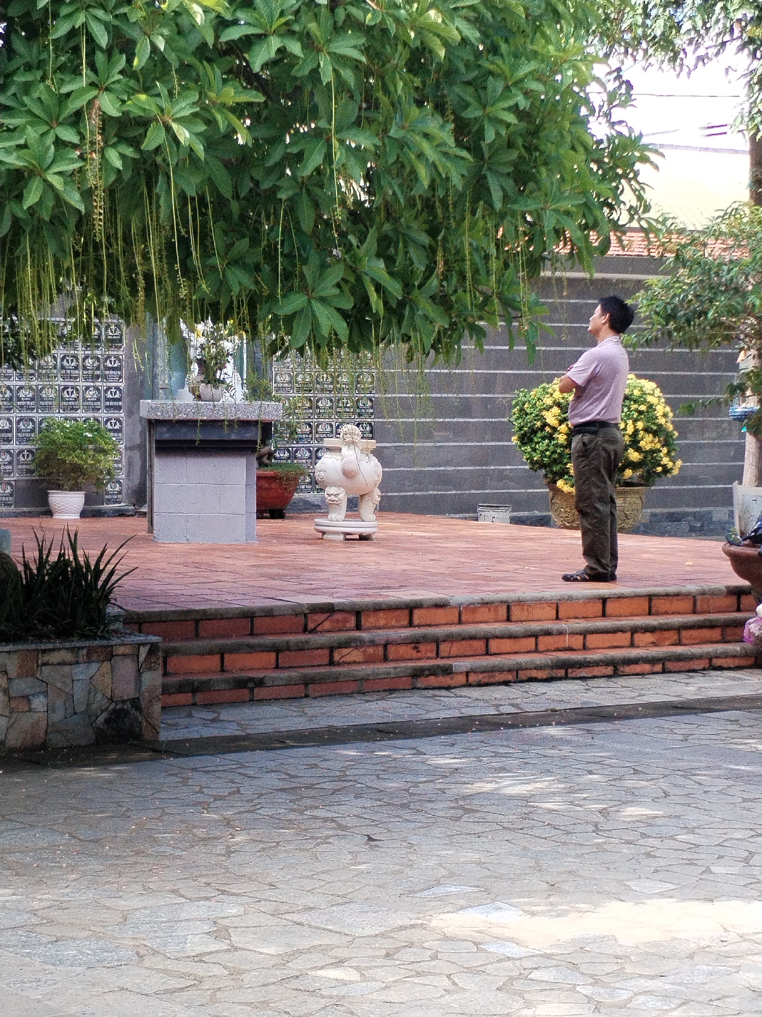 An outdoor scene captures a man standing on a paved platform, looking upwards into a dense canopy of green leaves and long, hanging tendrils from a large tree. The man, seen from behind, wears a light purple shirt, dark pants, and sandals, with his arms crossed.
The platform is constructed with reddish-brown tiles and is accessed by several brick steps in the foreground. On the platform, to the man's left, is a rectangular stone table or altar. To his right, a white stone statue, resembling a mythical creature, rests on a pedestal. Potted plants, including a vibrant yellow-flowered bush, are also present on the platform.
In the background, behind the platform, there is a wall adorned with numerous square tiles, each featuring indistinct text or symbols, suggesting a commemorative or religious context. Beyond this wall, a set of grey steps ascends. The ground in the immediate foreground is paved with irregular light-colored stones.
The image depicts a peaceful, sunlit daytime setting, possibly a courtyard or temple grounds in Nam Nha Trang Ward, Vietnam. The man's posture conveys a sense of contemplation or observation of the tree above. No specific text is clearly legible.