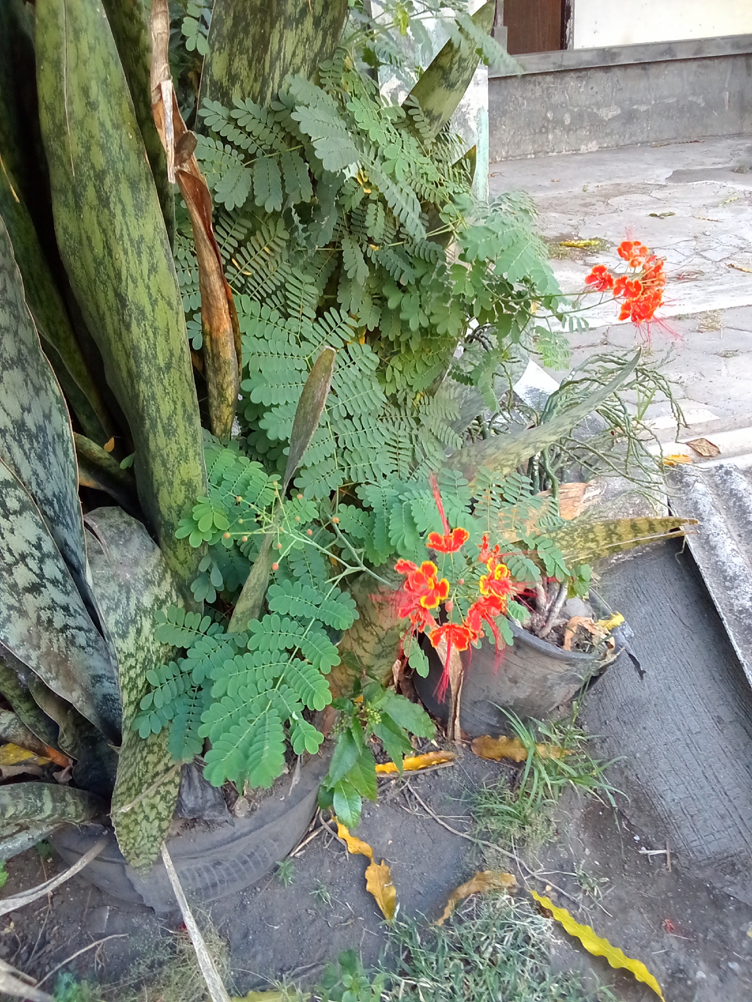 The image shows a close-up view of a planter containing a snake plant and a flowering plant with vibrant orange and yellow blossoms. The planter is made from a repurposed tire. The snake plant has long, succulent leaves with distinctive green and gray patterns. The flowering plant, likely a variety of Caesalpinia pulcherrima (Peacock Flower or Flame-of-the-forest), displays delicate, spiky flowers with long red stamens. In the background, a concrete walkway and a textured wall are visible, suggesting an outdoor urban setting. The ground around the planter is dirt and scattered with dry leaves. The lighting suggests it is daytime, possibly late afternoon due to the angle of the light and shadows. There are no people or animals visible in the image. The scene appears to be located in a residential or public area within Kediri City, Indonesia.
