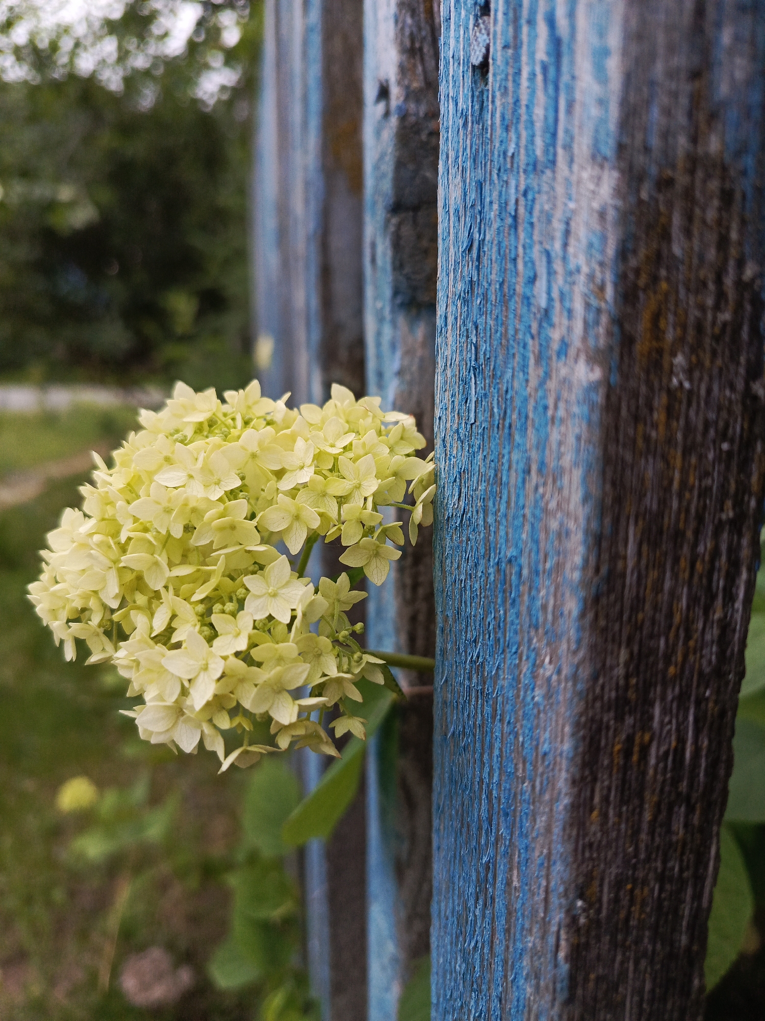 A cluster of pale yellow flowers is growing through a weathered, blue-painted wooden fence. The fence posts are vertical and show signs of age and wear, with peeling paint. The background is blurred, with green foliage and hints of light suggesting an outdoor, possibly rural or suburban, setting. The image appears to be a close-up shot, focusing on the texture of the fence and the delicate structure of the flowers. There are no people or animals visible.
