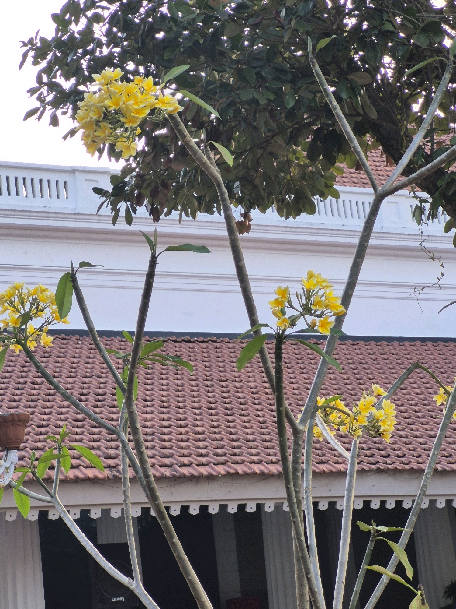 A close-up, eye-level shot shows a cluster of yellow Plumeria flowers in bloom, some in focus and others blurred, growing on a tree with thick, greyish-brown branches. The tree is positioned in front of a tiled, reddish-brown roof, which is part of a building. Above the roof, a white, ornate facade with a railing is visible, suggesting a residential or institutional building. The background is dominated by the bright sky and dark green foliage of a large tree. The scene appears to be outdoors, likely in a tropical or subtropical climate. The image lacks any humans or discernible action. The specific location in Purworejo, Indonesia, is not explicitly indicated by any visible landmarks or signs within the image itself, however, the presence of Plumeria trees and the architectural style suggest a location in Indonesia.