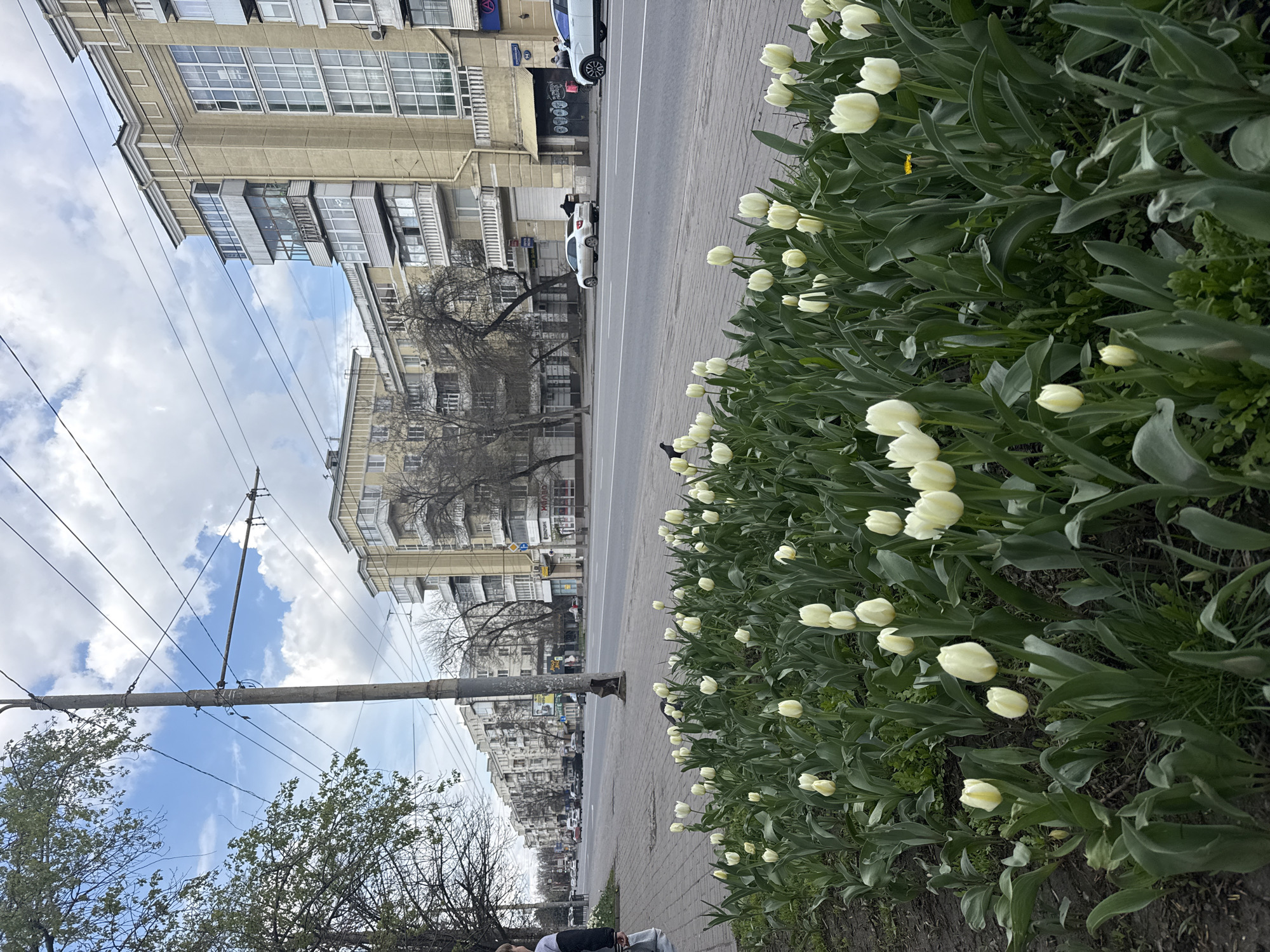 The image shows a street in Rostov-on-Don, Russia, lined with a row of white tulips. A multi-story building is on the left. The sky is partly cloudy. Power lines are visible. A person can be seen in the lower left corner. There are cars parked along the street.