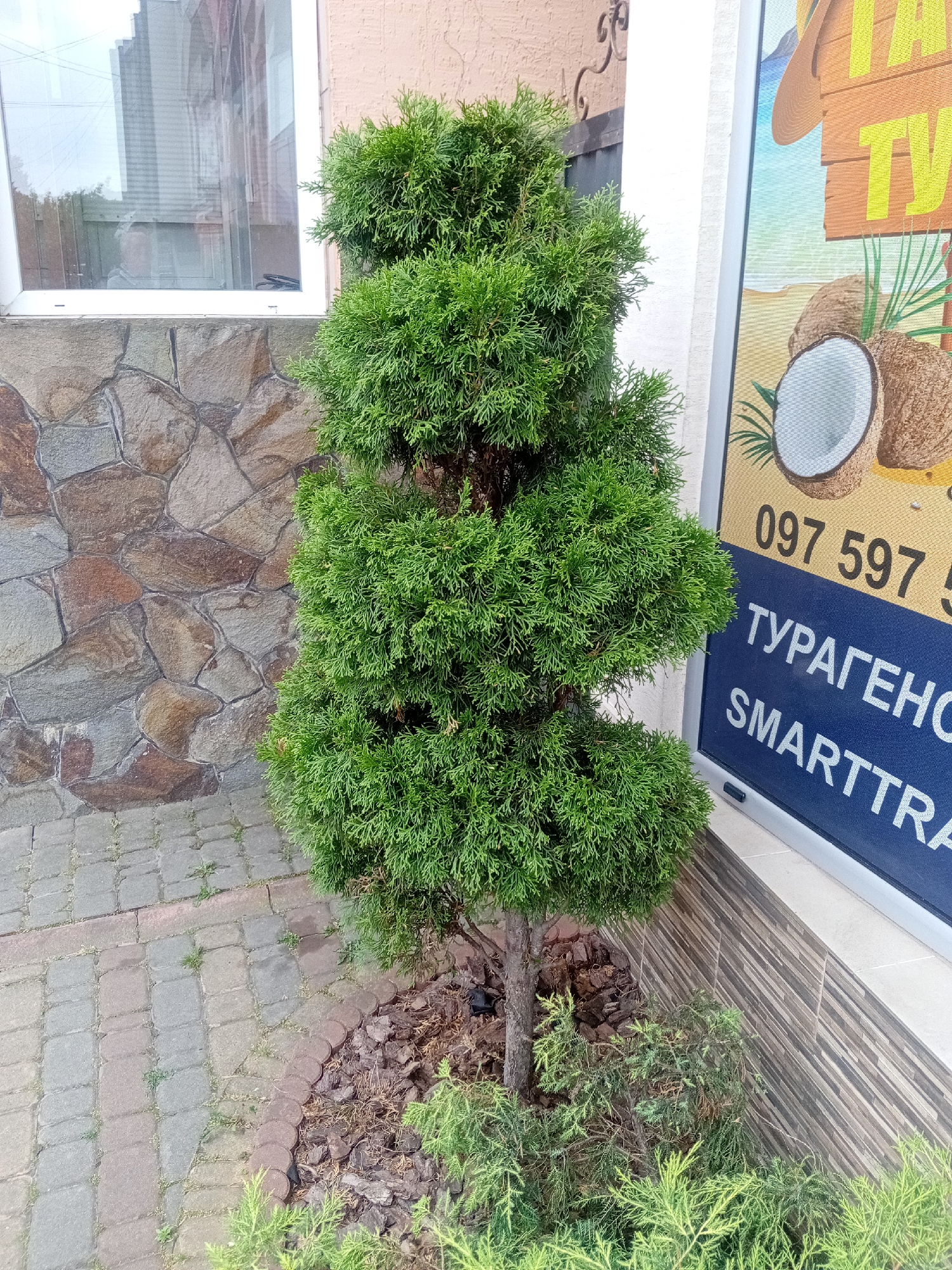 A small, sculpted evergreen shrub stands beside a building with a stone facade and a window. To the right of the shrub, a large poster is affixed to the building, featuring images of coconuts and text in yellow and blue. The poster has a phone number "097 597 5" and Ukrainian text that reads "ТУРАГЕНСТВО SMARTTRA". The ground in front of the shrub and building is paved with interlocking bricks. The overall scene appears to be an outdoor urban setting. This image is located in Tiachiv, Ukraine.