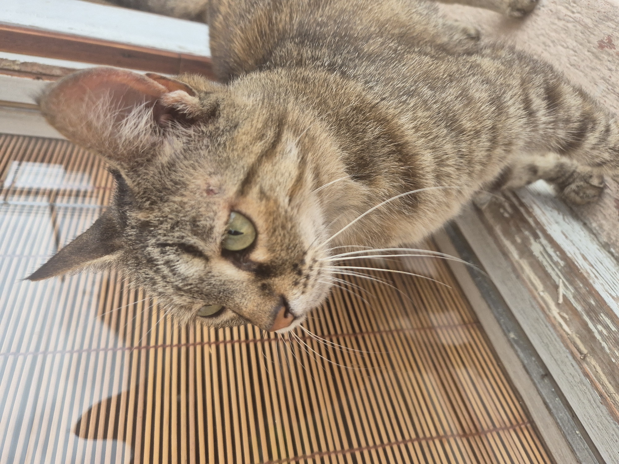 A close-up, high-angle shot depicts a tabby cat with striking green eyes, long white whiskers, and a pink nose, resting on a textured surface. The cat's fur is a blend of brown, grey, and black stripes. A small, reddish mark or scab is visible on its forehead above its right eye, and the inside of its left ear appears slightly reddish.
The cat is positioned on a slatted, bamboo-like mat or blind, which displays a distinct linear pattern. To the right of the frame, weathered wooden planks with peeling light blue or grey paint are visible, suggesting an outdoor setting like a porch, windowsill, or balcony.
Bright sunlight illuminates the scene, casting sharp, elongated shadows from the cat's head and body onto the slatted surface. This indicates a clear day, likely during mid-morning or afternoon. The cat's head is tilted downwards, as if observing something below its immediate line of sight. No text is visible in the image.