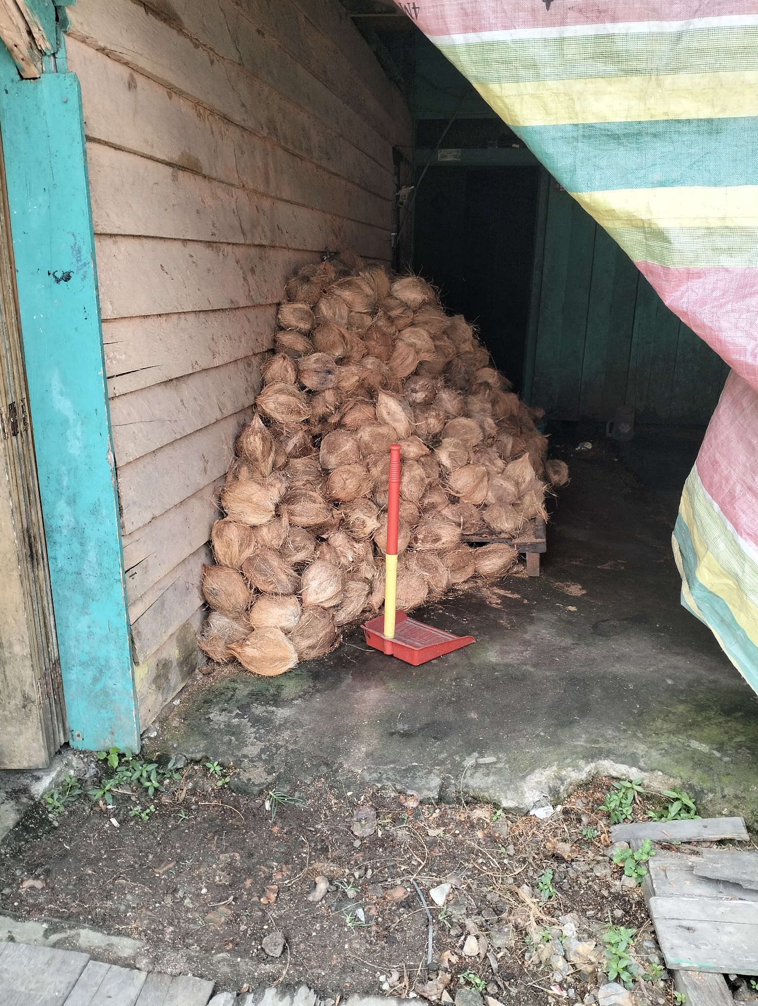 In Serdang Jaya, Indonesia, a pile of coconuts is stored outside a wooden structure. The coconuts are stacked on a pallet. A red and yellow broom is leaning against the pile. The structure has a teal-colored door frame on the left and is covered by a striped tarp on the right. The ground is concrete and dirt, with some scattered debris and small plants.