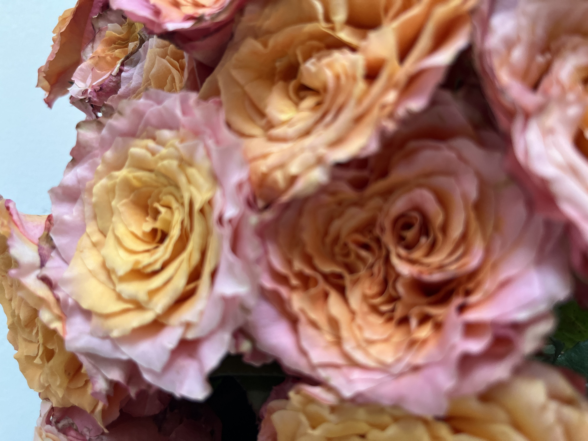 The image shows a close-up view of a bouquet of roses. The roses are primarily pink, peach, and yellow in color. The petals are tightly clustered, forming the characteristic spiral shape of roses. The image is somewhat blurry, suggesting a shallow depth of field or out-of-focus elements. No people are visible. There is no information to identify the location as Bac Nha Trang Ward, Vietnam.