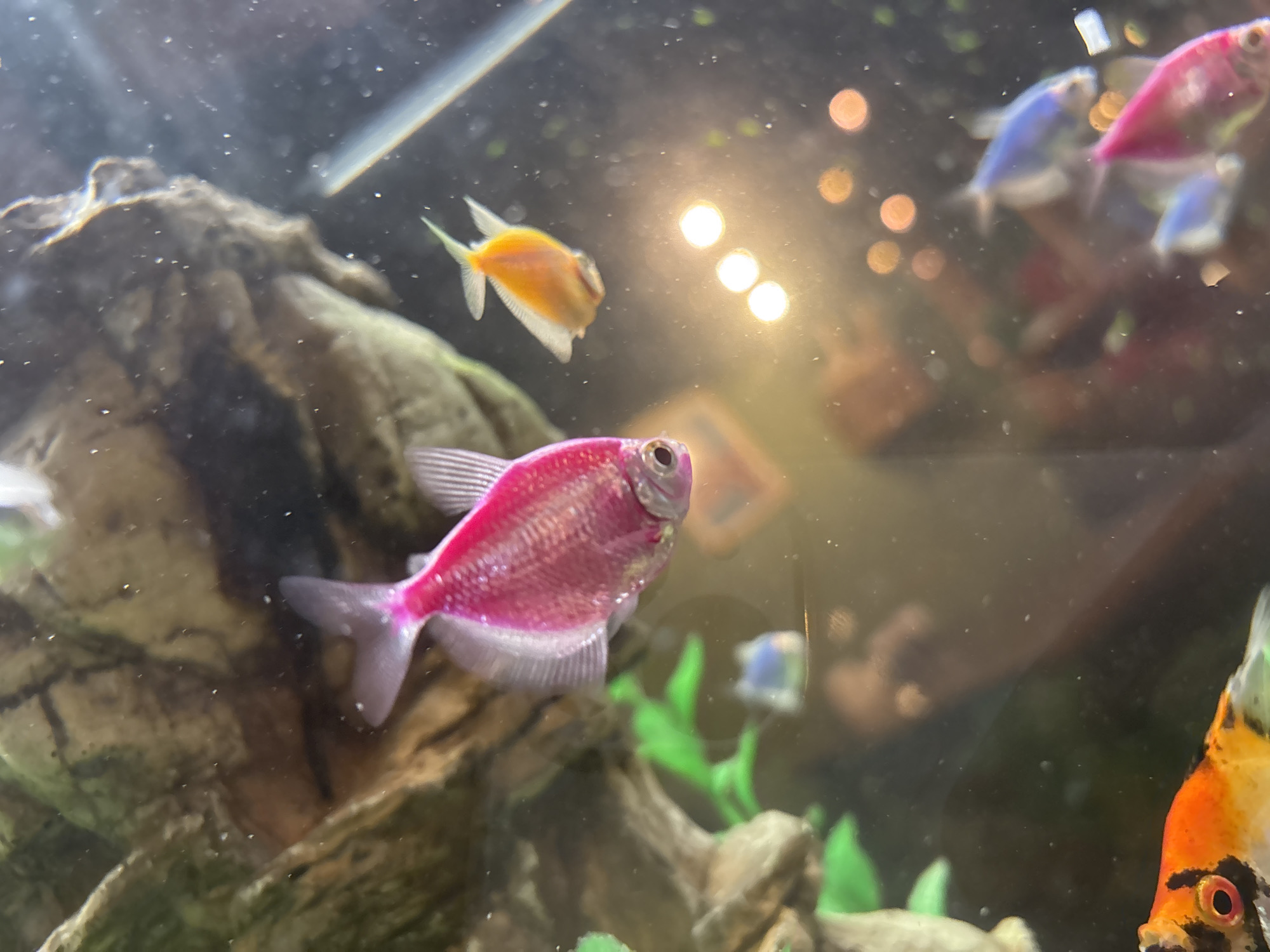 The image depicts an aquarium with several fish of various colors, including a prominent pink one in the foreground, an orange one above and to the right, and some blurry blue and pink fish in the background. There are also rocks and artificial plants within the aquarium. The lighting appears to be artificial, with some bokeh effects visible. The water is somewhat murky with particles. There is no indication of the location being Birobidzhan, Russia.