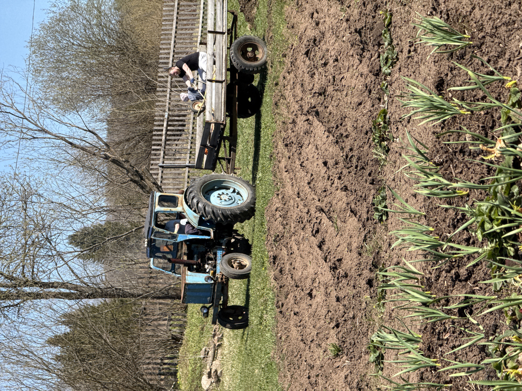 The image shows a rural scene. A blue tractor with a trailer is positioned on a grassy area next to a ploughed field. On the trailer, a man is visible, seemingly working or tending to something. A wooden fence runs parallel to the tractor and field, with trees visible in the background. The ploughed field is brown and appears to be recently worked. A patch of green plants lines the edge of the field closest to the viewer. The sky is blue and clear, suggesting a sunny day. The location is presumed to be in a rural area, possibly near Rosstani, Russia, based on the prompt.