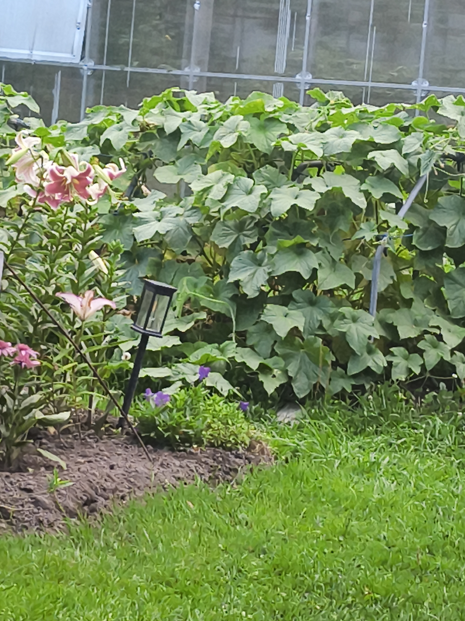 In the city of Sosny SNT, Russia, a garden scene is captured. In the foreground, lush green grass covers the ground. A raised garden bed, filled with dark soil, is visible to the left. Several plants are growing in this bed. Among them are lilies with pink and white petals, and smaller purple flowers. A black solar-powered garden light stands in the soil. Behind the garden bed, a dense wall of green foliage, likely a climbing plant, dominates the scene. The leaves are large and heart-shaped. In the background, a structure with glass panels and metal frames, possibly a greenhouse or a conservatory, is visible. The overall impression is a well-maintained garden, possibly part of a private residence or a communal garden area.
