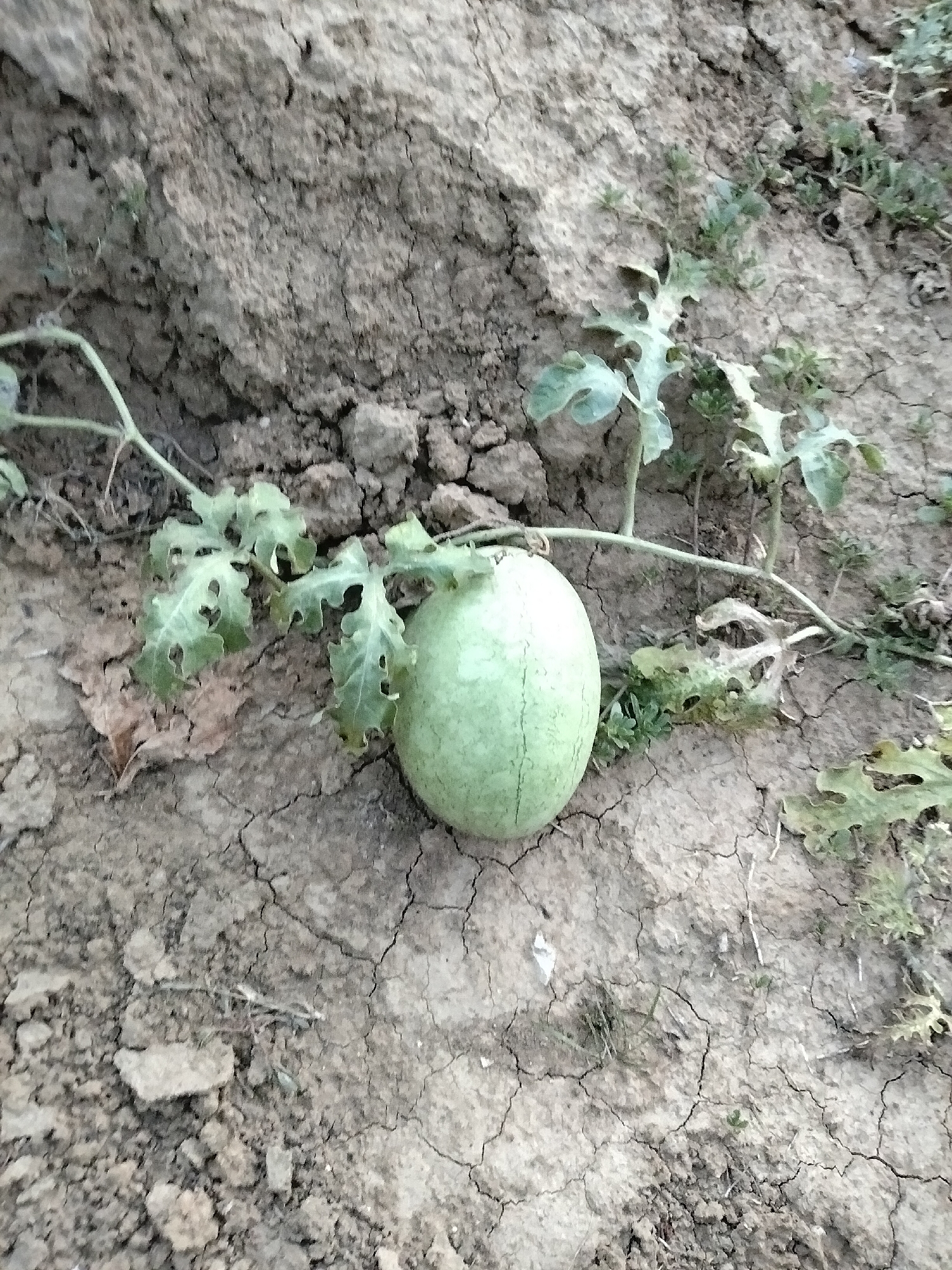 In Nizhnedonskoy, Russia, an image captures a small, unripe watermelon nestled among its vine and leaves on dry, cracked earth. The watermelon, a pale green orb, sits just right of the center of the frame. Its vine, a thin, pale green stem, extends from the upper left, looping around the fruit and then stretching to the right, where it connects to more of its foliage. The leaves are a light green, intricately shaped with jagged edges, some appearing slightly withered. The ground beneath is a mosaic of dry, light brown soil, fractured into numerous cracks, with scattered debris and a few sparse green sprigs of vegetation. The background consists of more of the same cracked earth and a large, rough-textured mound of dirt in the upper portion of the image, suggesting an outdoor, possibly rural or garden setting. No people or animals are visible.
