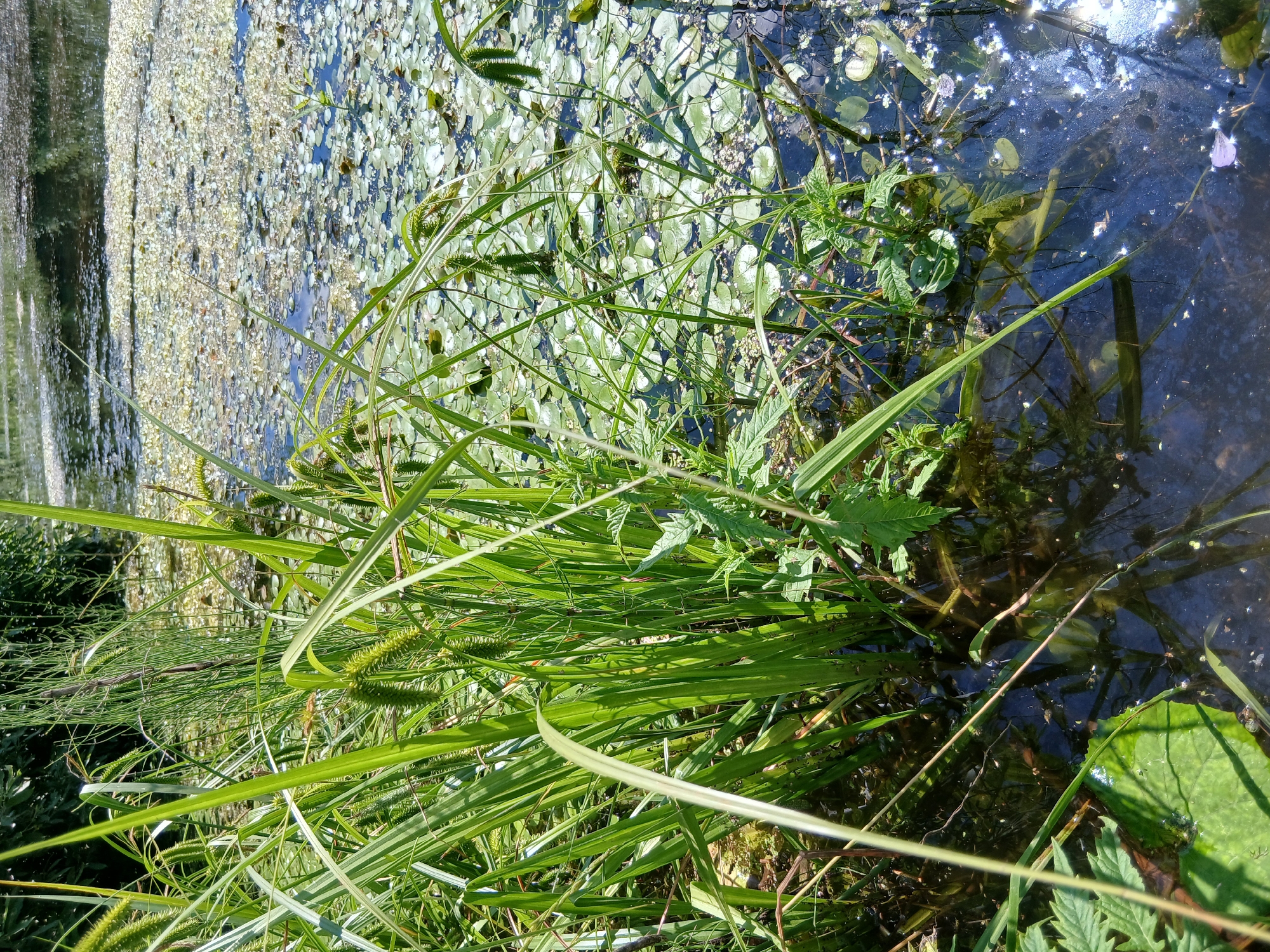 The image shows a close-up view of a pond in Большая Уса, Russia, with lush green vegetation in the foreground and lily pads scattered across the water's surface. Tall, slender green reeds and grasses dominate the left side of the frame, with some reaching out over the water. Some of the reeds have spike-like seed heads. The water is dark and reflects the bright sky and surrounding foliage, with shimmering highlights from the sun. The surface of the pond is largely covered by a dense growth of small, round lily pads, with a few larger, more distinct ones visible. The overall scene conveys a sense of natural tranquility and a thriving aquatic ecosystem.