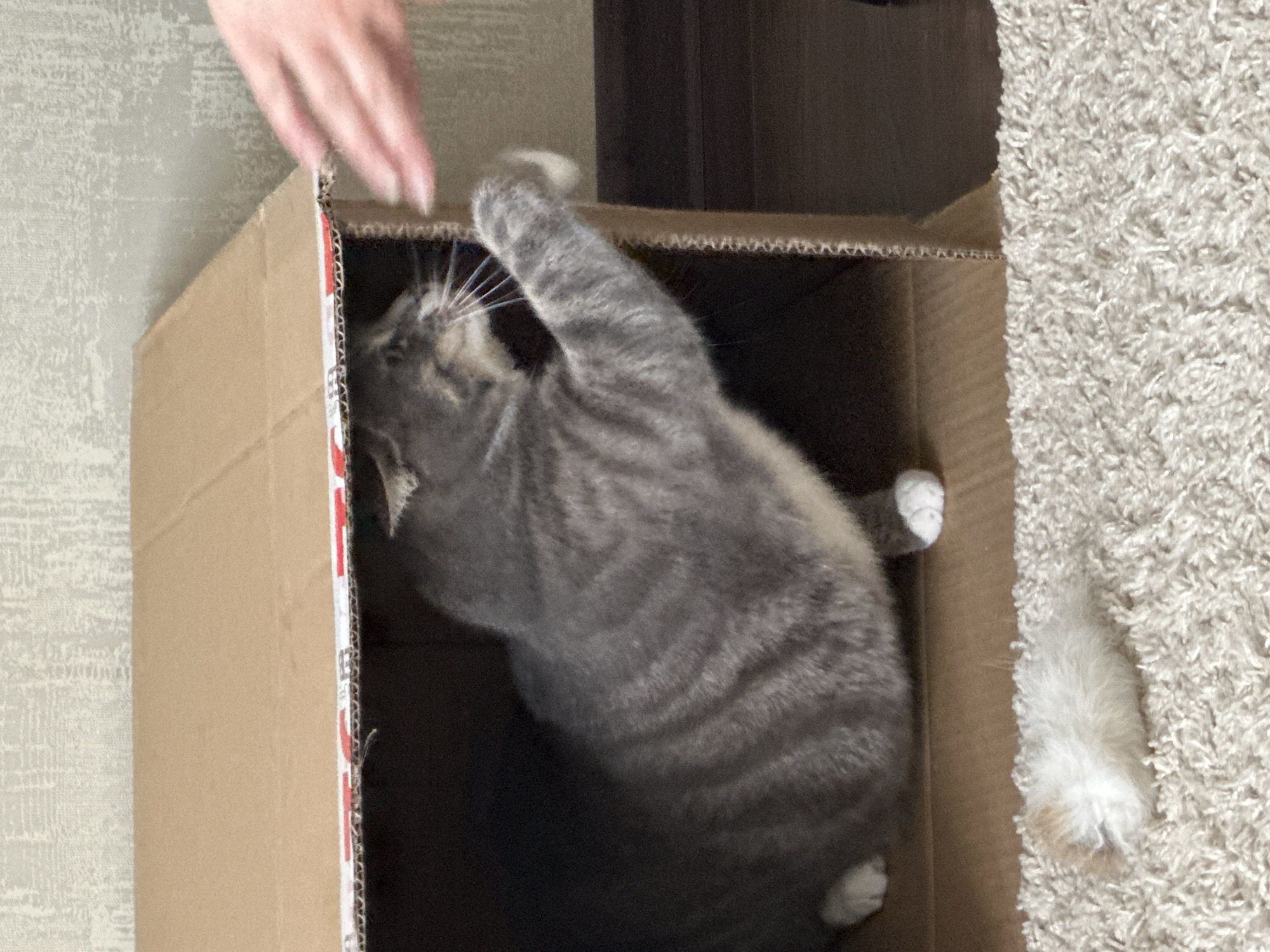 A grey tabby cat is inside a cardboard box, reaching its paw out towards a human hand. The cat's body is mostly contained within the box, with its head and front paw visible. The human hand is blurred and in motion, suggesting it is interacting with the cat, possibly playing. In the foreground, on a fluffy carpet, lies a small, white and light brown fluffy object, possibly a cat toy or a dust bunny. The background consists of a textured, light-colored wall.
