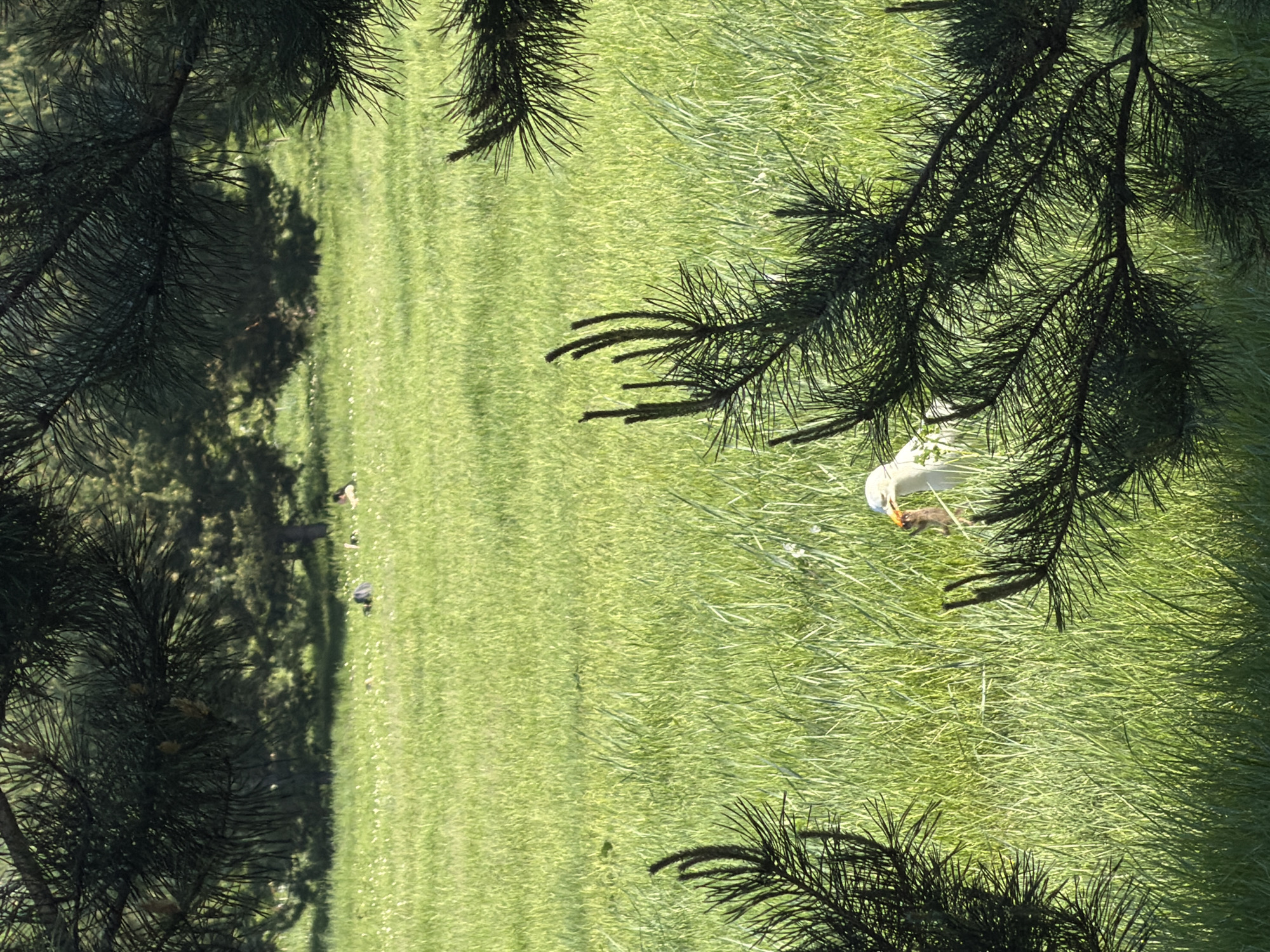 This image, taken in Krasnoyarsk, Russia, presents a natural outdoor scene dominated by green grass and coniferous trees under bright daylight. The composition is framed by dark green, needle-like branches of a tree, likely a pine, visible in the foreground at the top and bottom.
The primary subject is a white bird, resembling a seagull, standing in tall, vibrant green grass in the mid-ground. The bird is holding a small, brown, furry animal, possibly a shrew or mouse, firmly in its beak, indicating a recent catch. The texture of the grass varies, with patches of longer blades interspersed with shorter, well-maintained areas.
In the background, towards the left side of the frame, several smaller dark birds, appearing to be waterfowl like ducks, are scattered on the grass near a shadowed section. These shadows, cast by unseen trees or structures, extend across the verdant landscape, signifying a sunny day with strong illumination. The environment appears to be an open grassy area, possibly a park or field, with foliage and trees delineating the edges of the space. No human subjects or visible text are present in the media file.