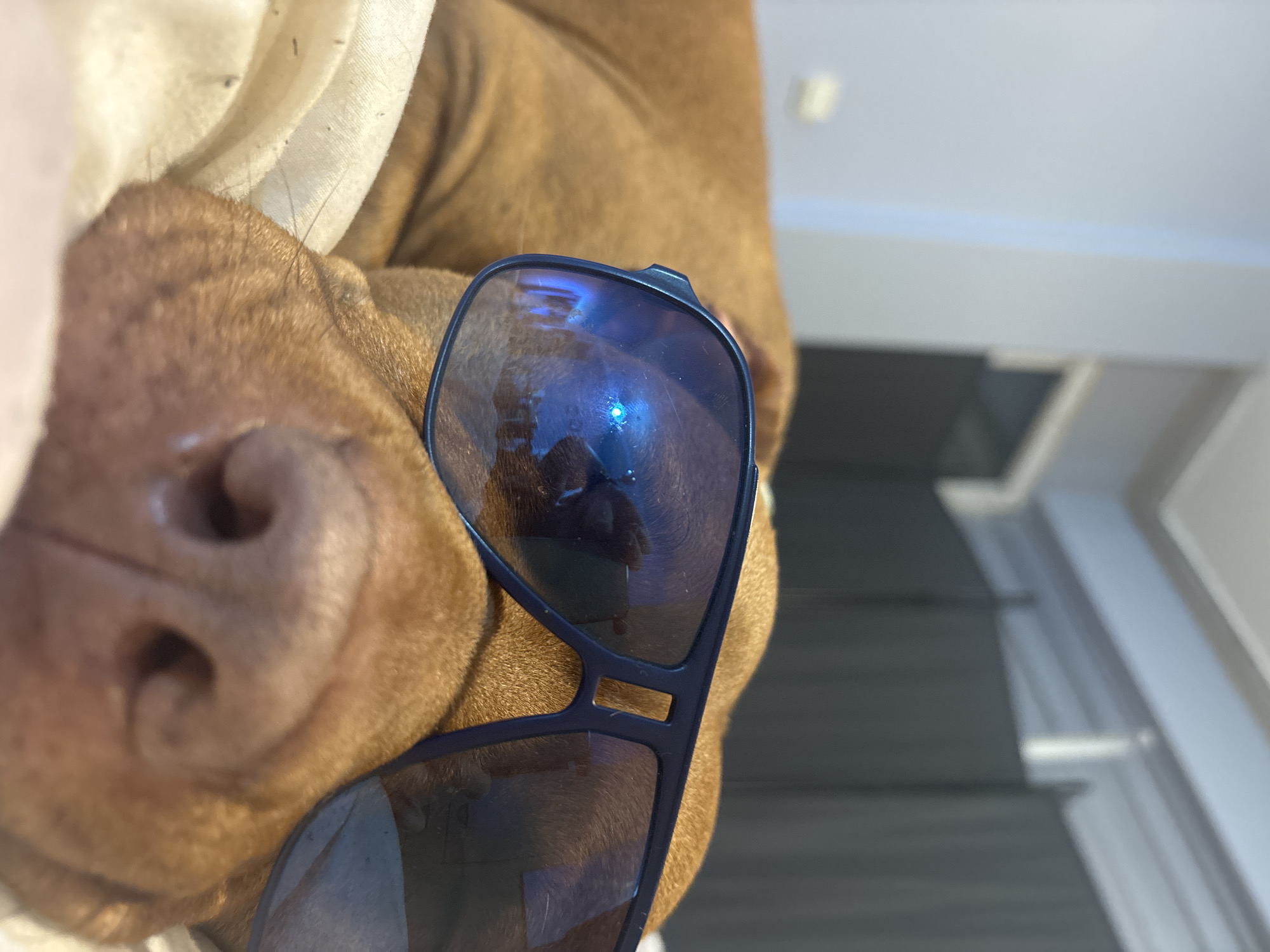 A close-up, low-angle shot captures a light brown, short-haired dog, possibly a Pitbull-type breed, indoors in Sofia, Bulgaria. The dog's snout and moist nose are prominently featured in the foreground, with its fur dominating the lower left of the frame. A pair of dark-framed, blue-tinted sunglasses are humorously placed over the dog's face, covering its eyes. Reflections on the lenses are visible, with the upper lens showing the faint silhouette of a person (likely the photographer) and a bright point of light, suggesting either strong indoor lighting or natural daylight. The dog appears calm and relaxed, resting against a light-colored, possibly off-white, fabric which is partially visible on the left and top. Small specks and stray hairs are visible on this fabric. The background is blurred, revealing an indoor environment with architectural elements. A light-colored wall or ceiling and a rectangular light fixture are visible at the top right, while blurred grey and white structures below suggest stairs or a railing leading downwards. The bright illumination indicates it is daytime. No visible text is present in the image.