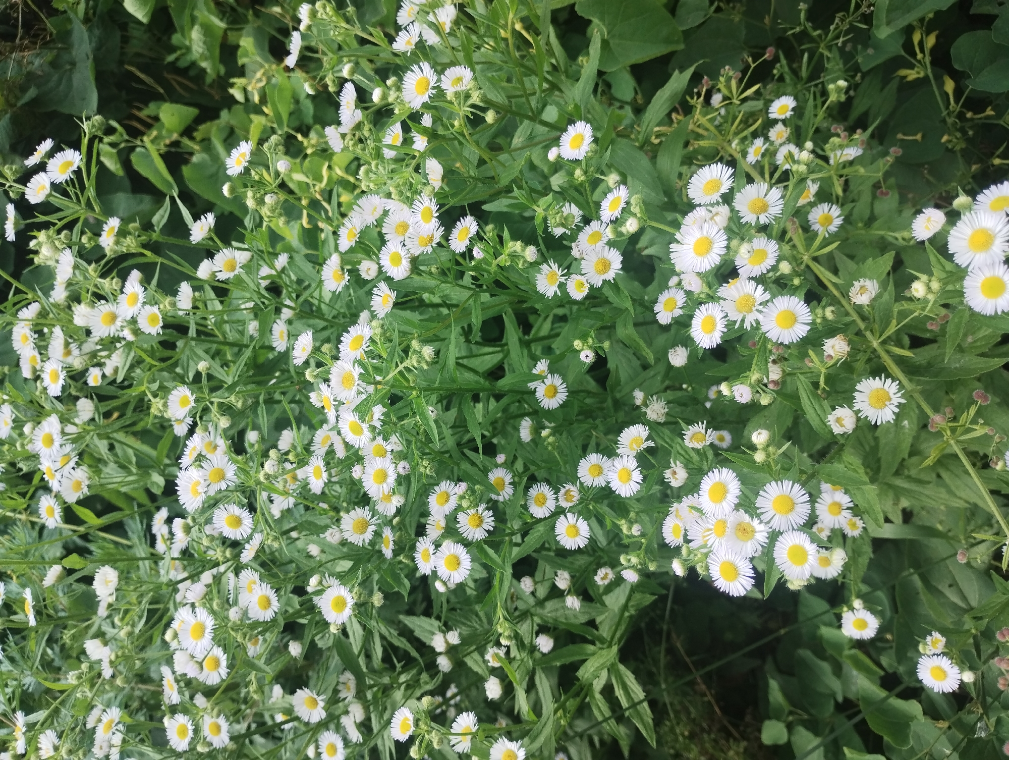 The image is a close-up, overhead view of a cluster of small white daisy-like flowers with yellow centers, blooming amidst lush green foliage. The flowers are densely packed, with many in various stages of bloom. The background consists of darker green leaves and stems, creating a natural, outdoor setting. There are no people, man-made objects, or any specific identifiable landmarks to indicate a location within a city.
