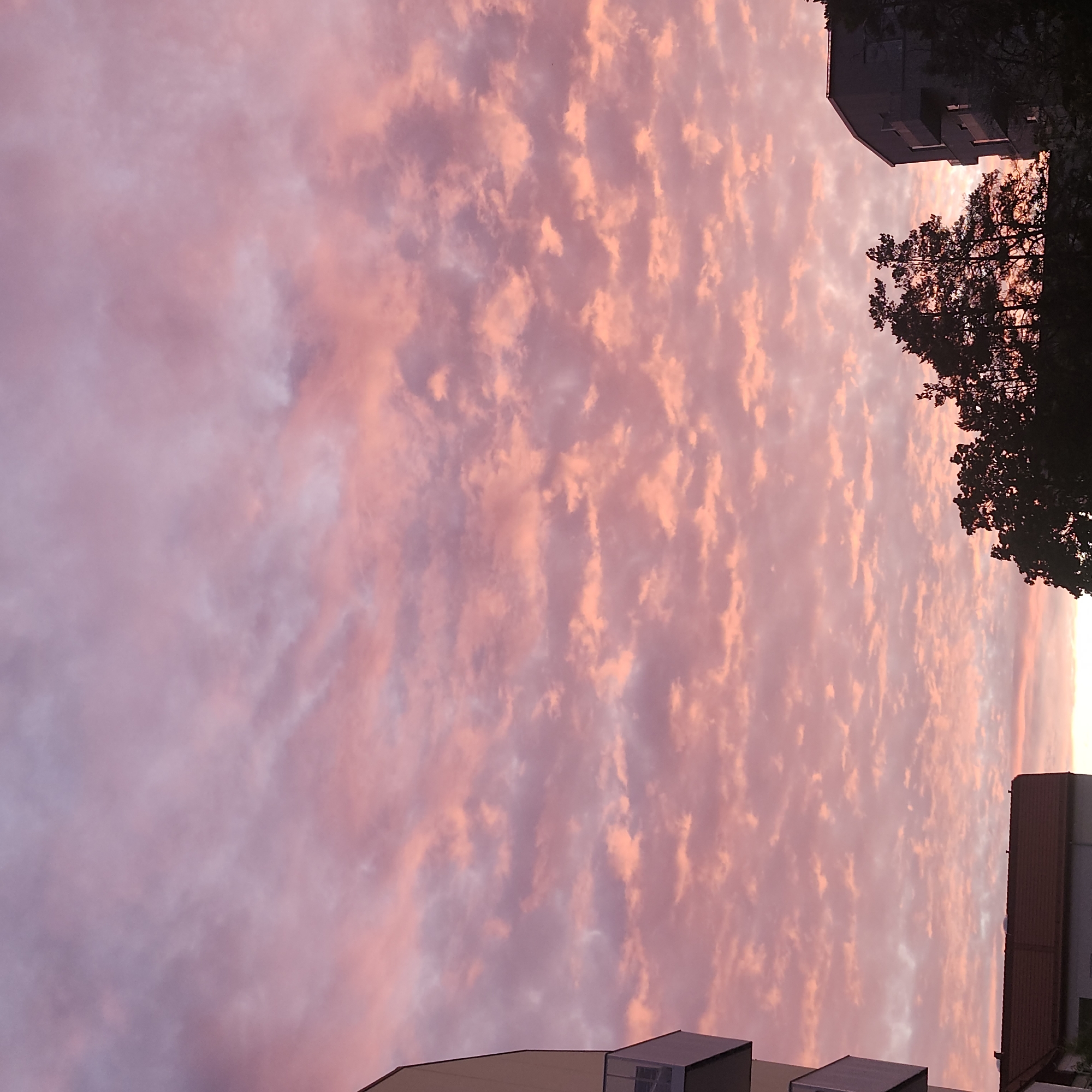 A sky filled with scattered, pink and purple clouds is depicted. The clouds have a rippled texture, with some appearing brighter and more orange-pink, while others are a deeper mauve. In the foreground, silhouetted against the sky, are the tops of trees, a section of a building with balconies on the left, and the roofline of a smaller building with a reddish-brown roof. The scene appears to be an urban environment, possibly Nynäshamn, Sweden, during sunset or sunrise. No people are visible in the image.