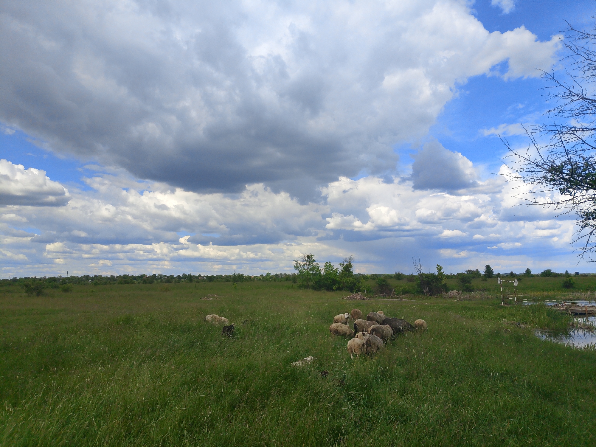 The image shows a grassy field in an unknown location, city of Unknown, Unknown. In the foreground, a flock of sheep is grazing. The grass is tall and green. In the background, there are trees and a cloudy sky. There's a small body of water to the right, next to a simple wooden structure and sign.