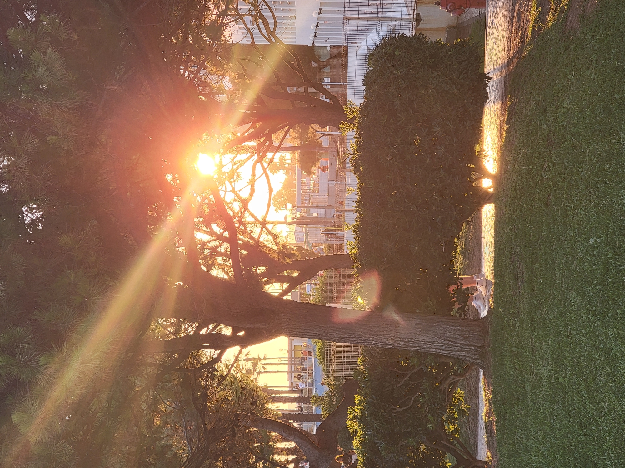 In Quarteira, Portugal, a low-angle shot captures the warm glow of sunset filtering through the branches of pine trees. The sun's rays create a lens flare effect, illuminating the scene with an orange hue. In the foreground, a well-maintained lawn slopes gently down towards a paved pathway. A large, manicured hedge runs along the pathway, with a thick tree trunk rising from the lawn in the center. In the background, beyond a fence and more trees, a white building with balconies and a red fire hydrant are visible. Several people are scattered along a walkway in the mid-ground, some appearing to be standing near a pool or a body of water. Palm trees line the distant horizon, silhouetted against the bright sky.