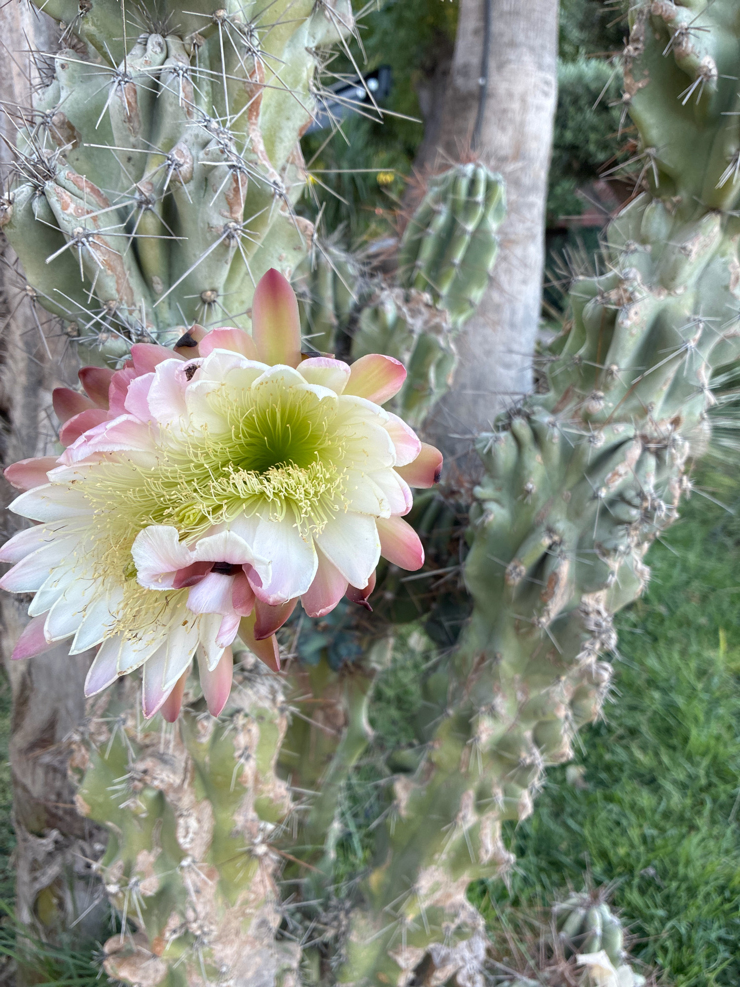 A close-up shot captures a blooming cactus with large, delicate flowers that are a mix of white and soft pink. The petals are layered and surround a vibrant lime-green center filled with numerous stamens. The cactus itself is a pale green with sharp spines protruding from its ribbed surface. In the background, a rough-barked tree trunk is visible, along with lush green grass and other cacti. The scene suggests an outdoor setting, possibly a garden or park.