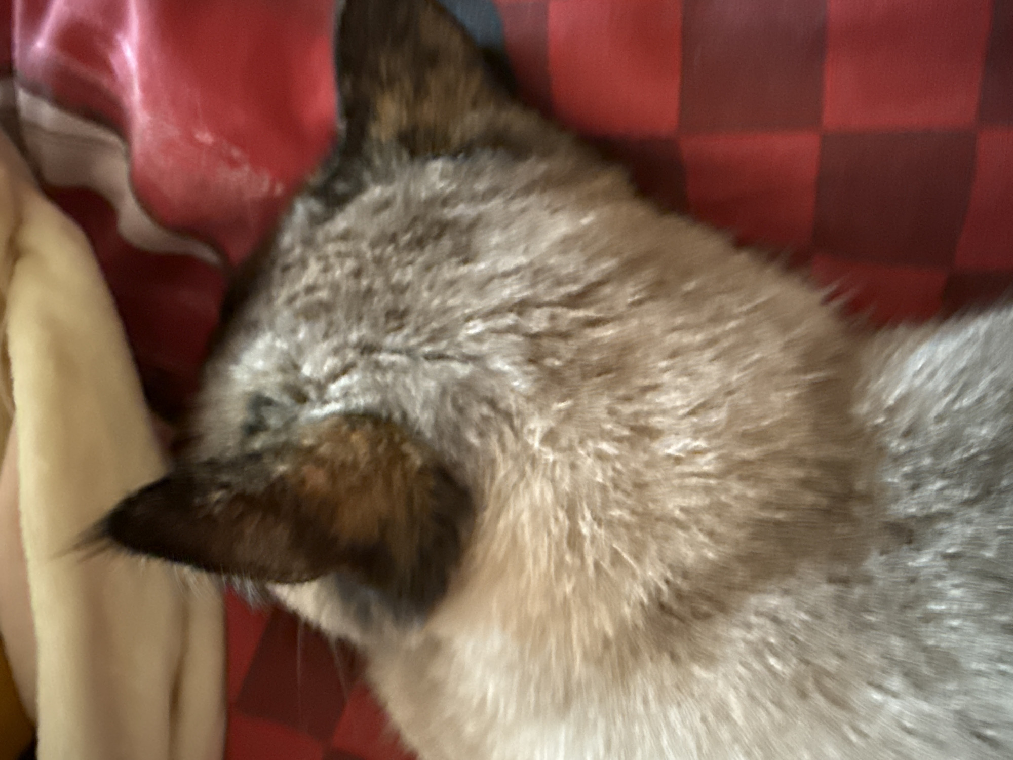 The image is a close-up, overhead shot of a cat's head and neck. The cat's fur is a mix of tan, grey, and dark brown. The cat is lying on a red and black checkered blanket, which is partially covered by a tan blanket. The cat's ears are visible, with dark tips. The lighting is dim, and the image is slightly blurred.