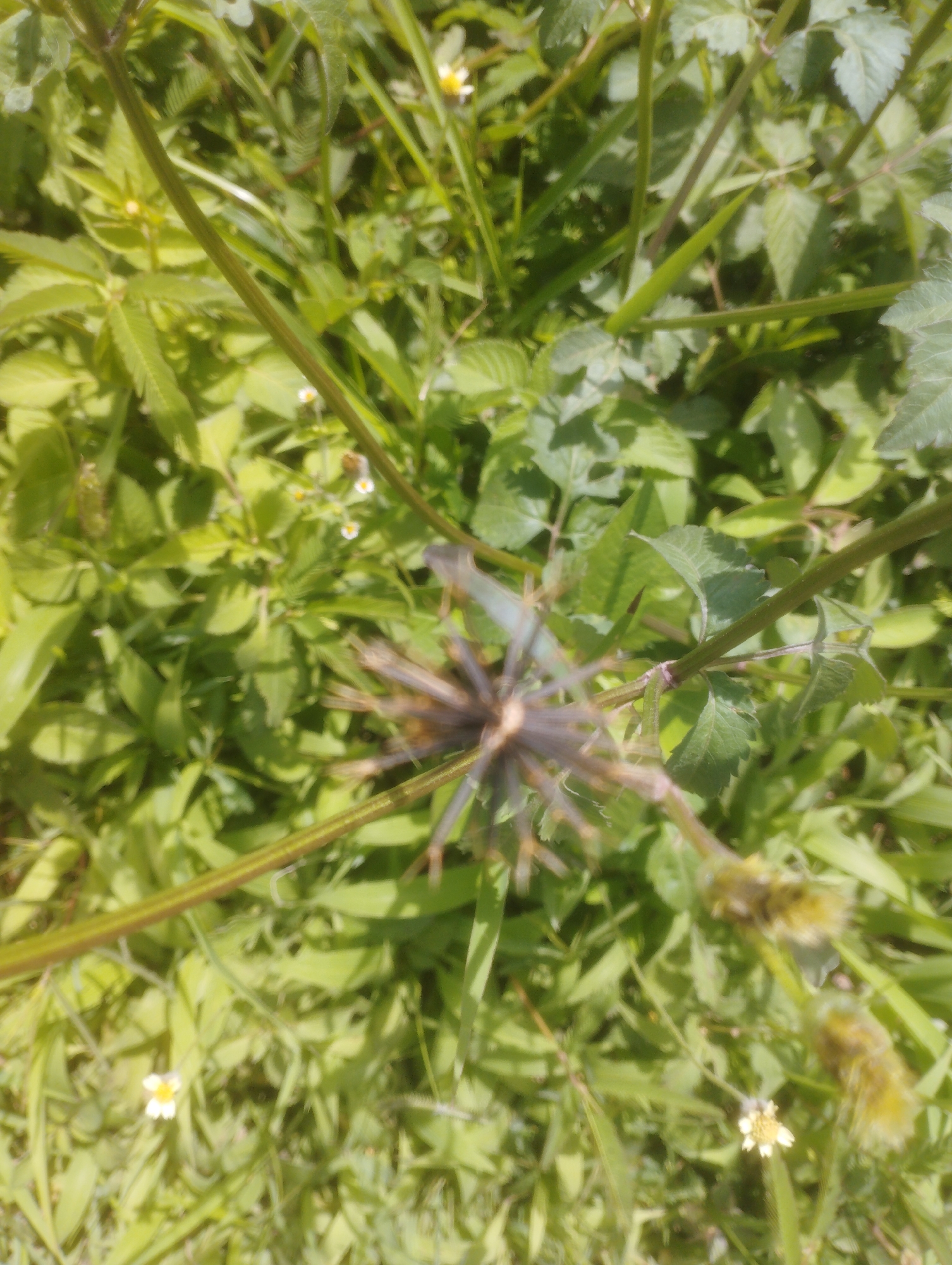 This is a close-up, overhead shot of lush green vegetation, likely taken outdoors in a natural setting. The dominant subjects are various types of plants, characterized by their green leaves and stems. In the center of the image, a dried seed head, possibly from a weed or flower, is visible. It has a spiky, star-like appearance with fine, brown filaments. Scattered throughout the foliage are small white flowers with yellow centers, adding touches of delicate color. The lighting suggests it's daytime, with sunlight filtering through the leaves, creating highlights and shadows. The scene is busy with overlapping leaves and stems, giving a sense of dense growth. There is no visible text. The overall impression is one of a wild, untamed garden or a natural clearing. The location context of Jos, Nigeria, implies a potentially warm climate suitable for such abundant plant life. The image does not depict any people or specific activities, focusing purely on the natural elements of the environment.