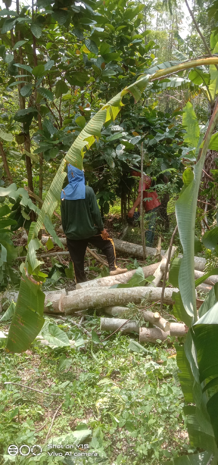 The image depicts an active deforestation or land-clearing operation in Ranugedang, Indonesia, within a densely vegetated area under daylight conditions. Two individuals are present amidst felled timber and lush greenery.
In the mid-ground, facing away from the viewer, a person is seen wearing a dark green long-sleeved shirt, black trousers with yellow side stripes, and tan boots. A light blue cloth covers their head and neck. Their left foot rests on one of several freshly cut logs, and they hold a yellow rope or cord in their right hand.
Behind this individual and partially obscured by foliage, a second person wears a red short-sleeved shirt and blue trousers. This individual is actively operating a powered chainsaw on a horizontal log on the ground.
The immediate environment is characterized by a thick ground cover of green vegetation, scattered leaves, and numerous freshly cut, light-colored logs of various lengths and diameters. Tall, broad-leafed trees, including prominent banana plant leaves in the foreground and right, form a dense canopy and background, indicating a tropical or subtropical setting. The scene reflects ongoing manual labor involving tree felling and wood processing.