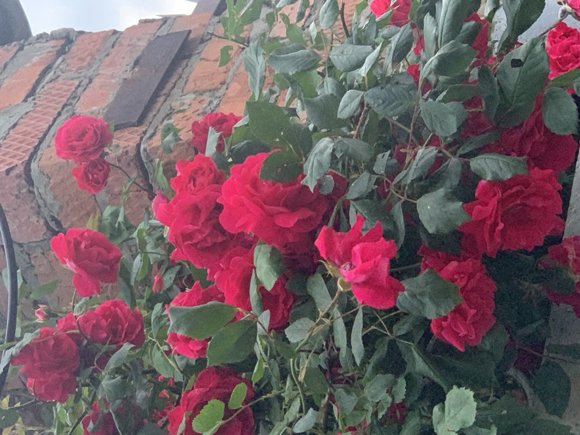 The image shows a profusion of deep red roses with green leaves, growing beside a brick wall. The wall is made of reddish-brown bricks with gray mortar. The sky is overcast. The location is unknown.