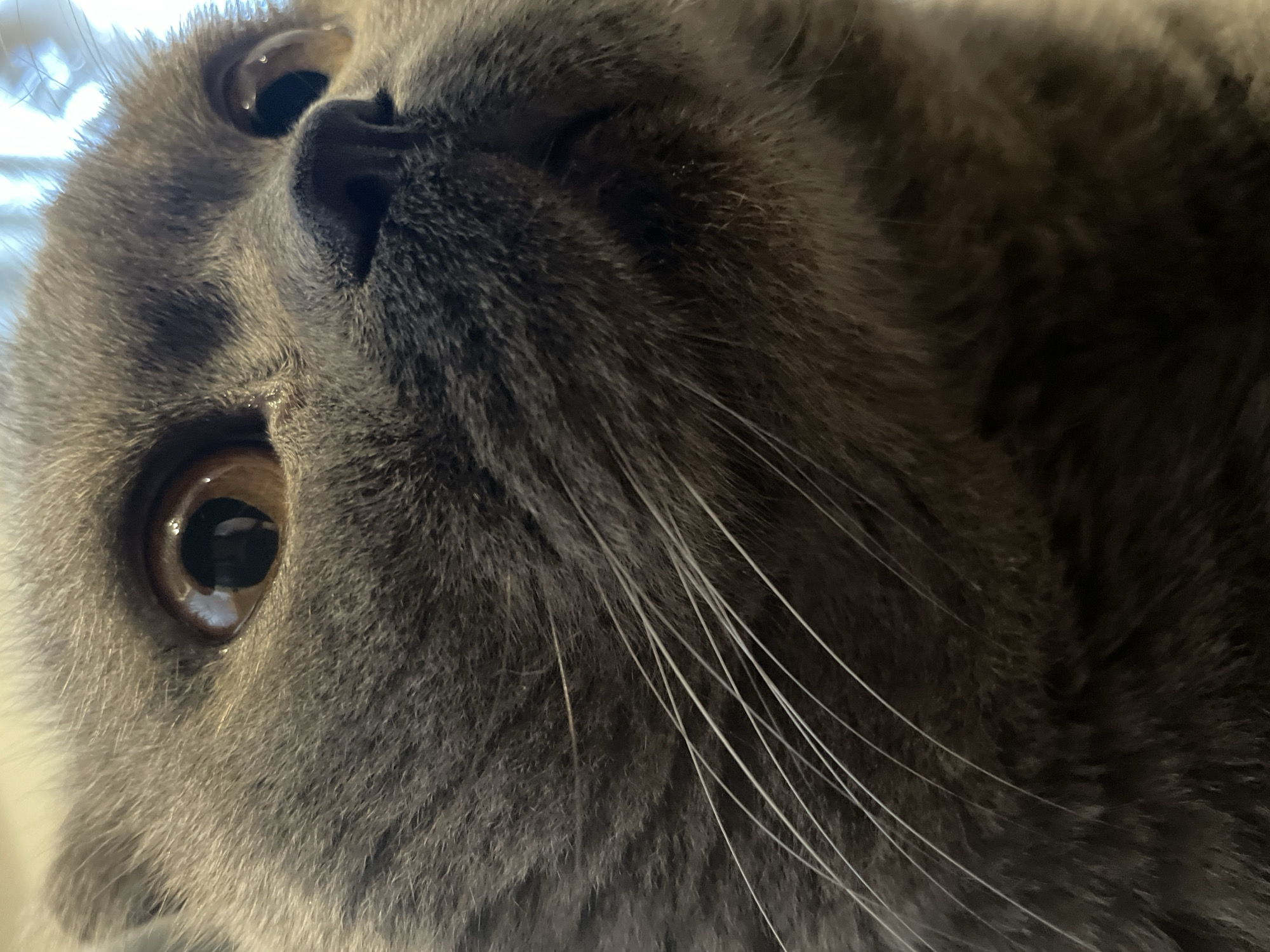 A close-up, low-angle shot captures the face of a gray cat. The cat's fur is soft and appears to be short, with a slightly fluffy texture around the cheeks. Its large, round eyes are a warm brown, with dark pupils and reflections of light. The cat's nose is dark and appears moist. Long, white whiskers fan out from the sides of its nose, some appearing slightly bent. The background is out of focus, but appears to be a softly lit indoor environment, possibly a home. There are no people, objects, or actions of note visible in the image, aside from the cat itself. The scene is devoid of any context that would place it in a specific city or location.